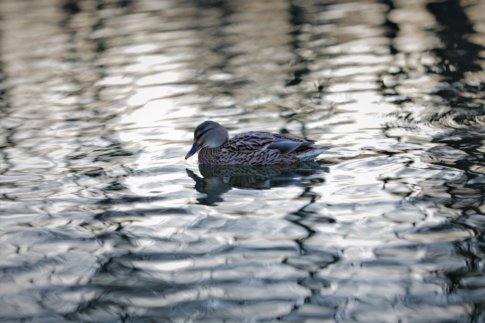 Canon EOS 5D Mark IV sample photo. Duck, lagoon, water photography