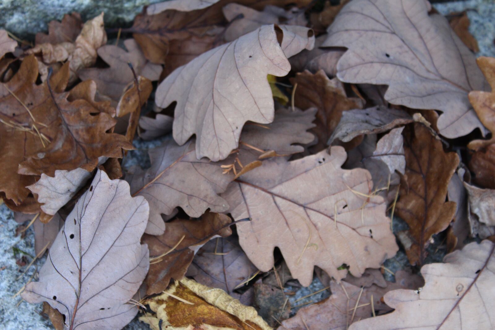 Canon EOS 650D (EOS Rebel T4i / EOS Kiss X6i) sample photo. Fall foliage, mood, nature photography