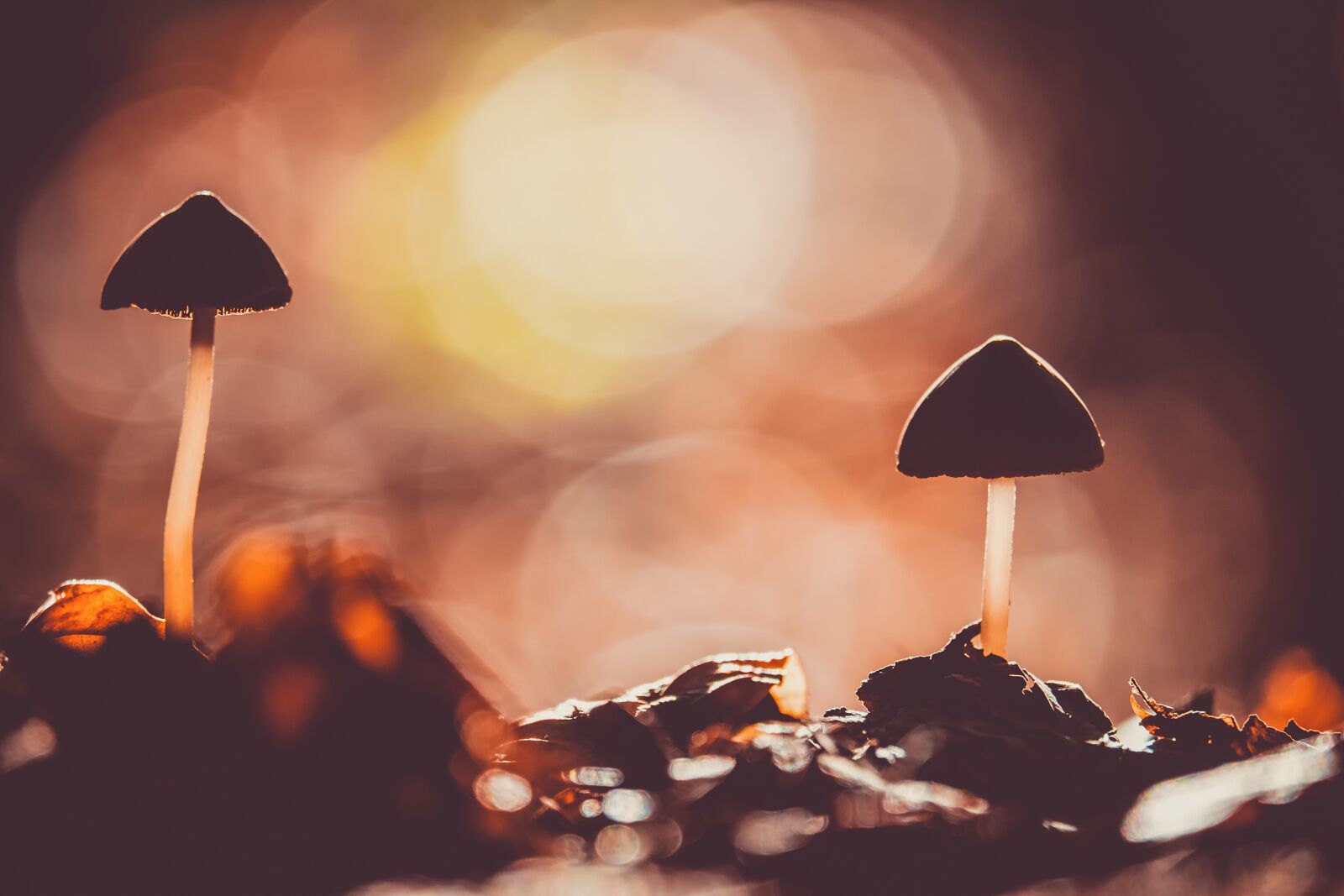 Fujifilm XF 55-200mm F3.5-4.8 R LM OIS sample photo. Mushroom, agaric, screen fungus photography