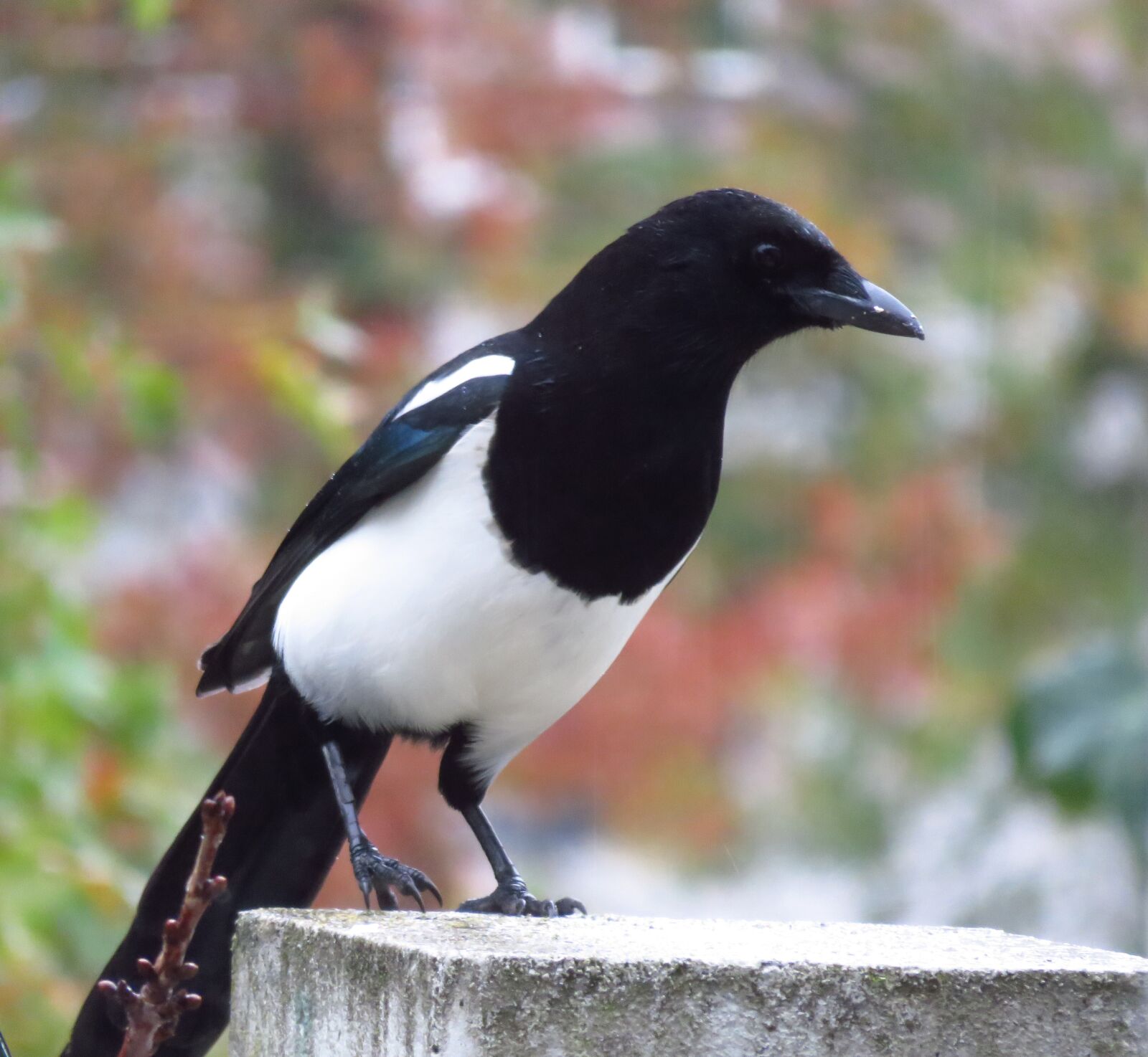 Canon PowerShot SX700 HS sample photo. Magpie, bird, intelligent photography
