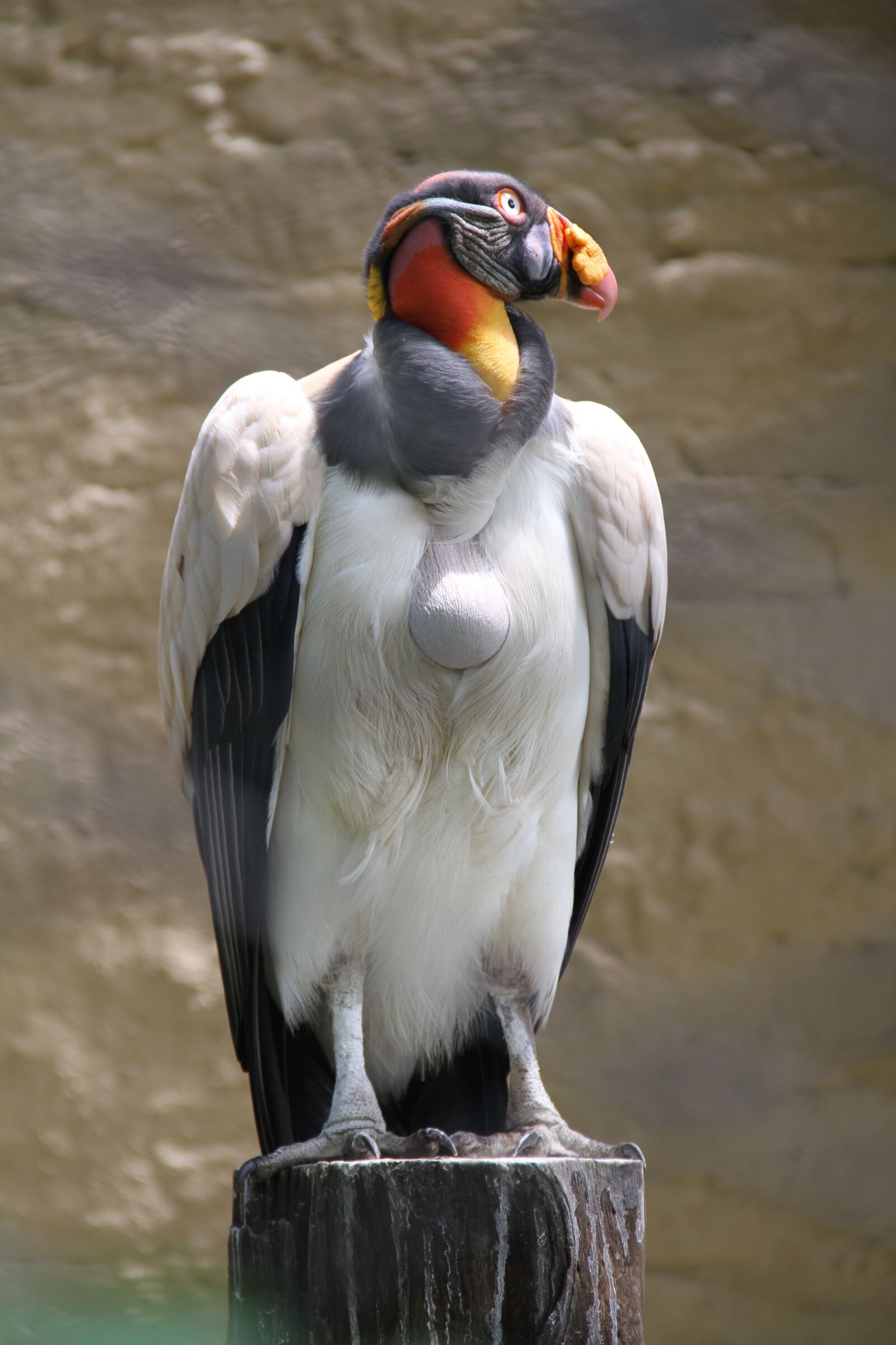 Canon EOS 7D sample photo. Ave, animal, king photography