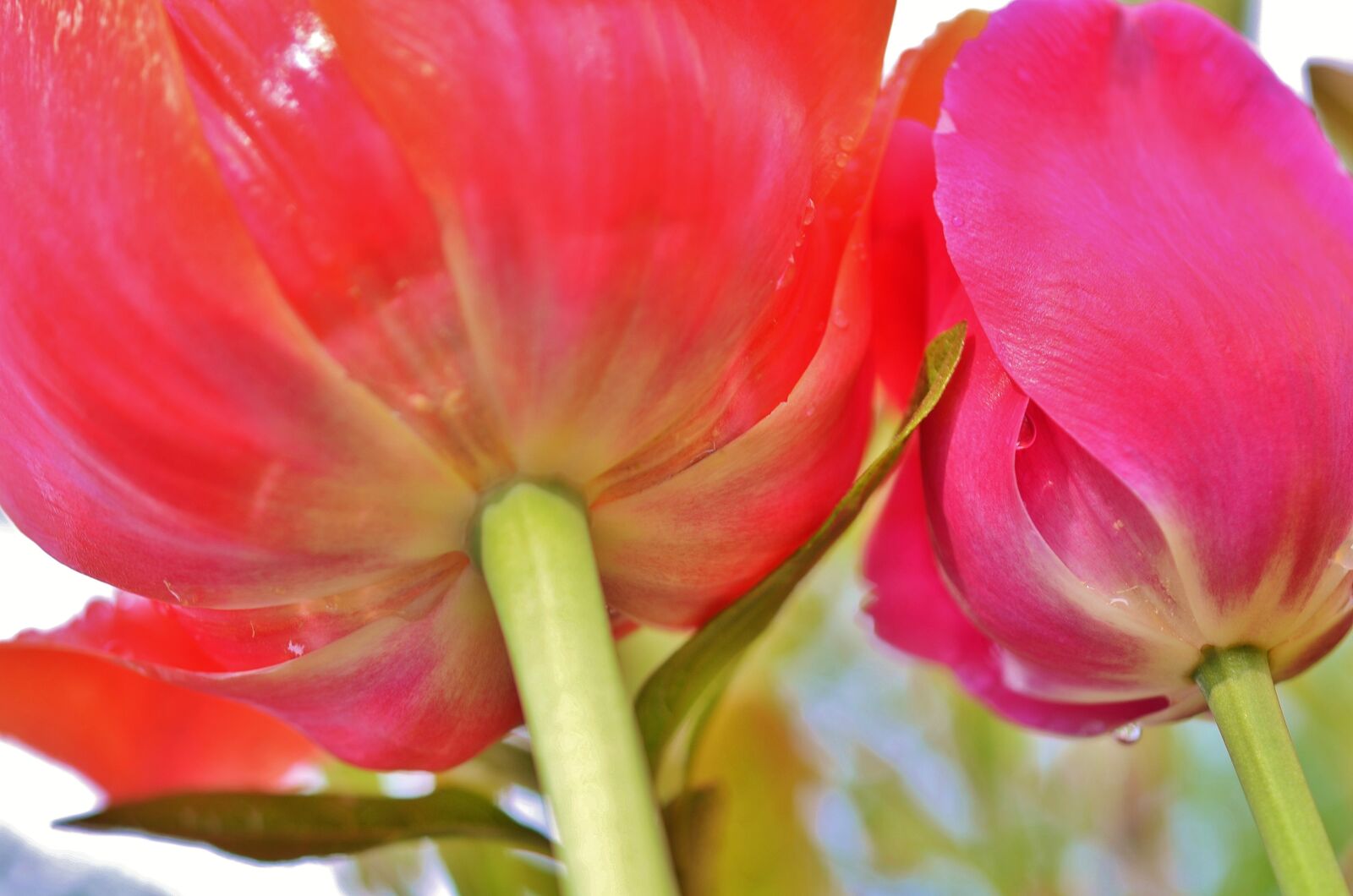 Nikon D7000 sample photo. Tulip, flower, spring photography