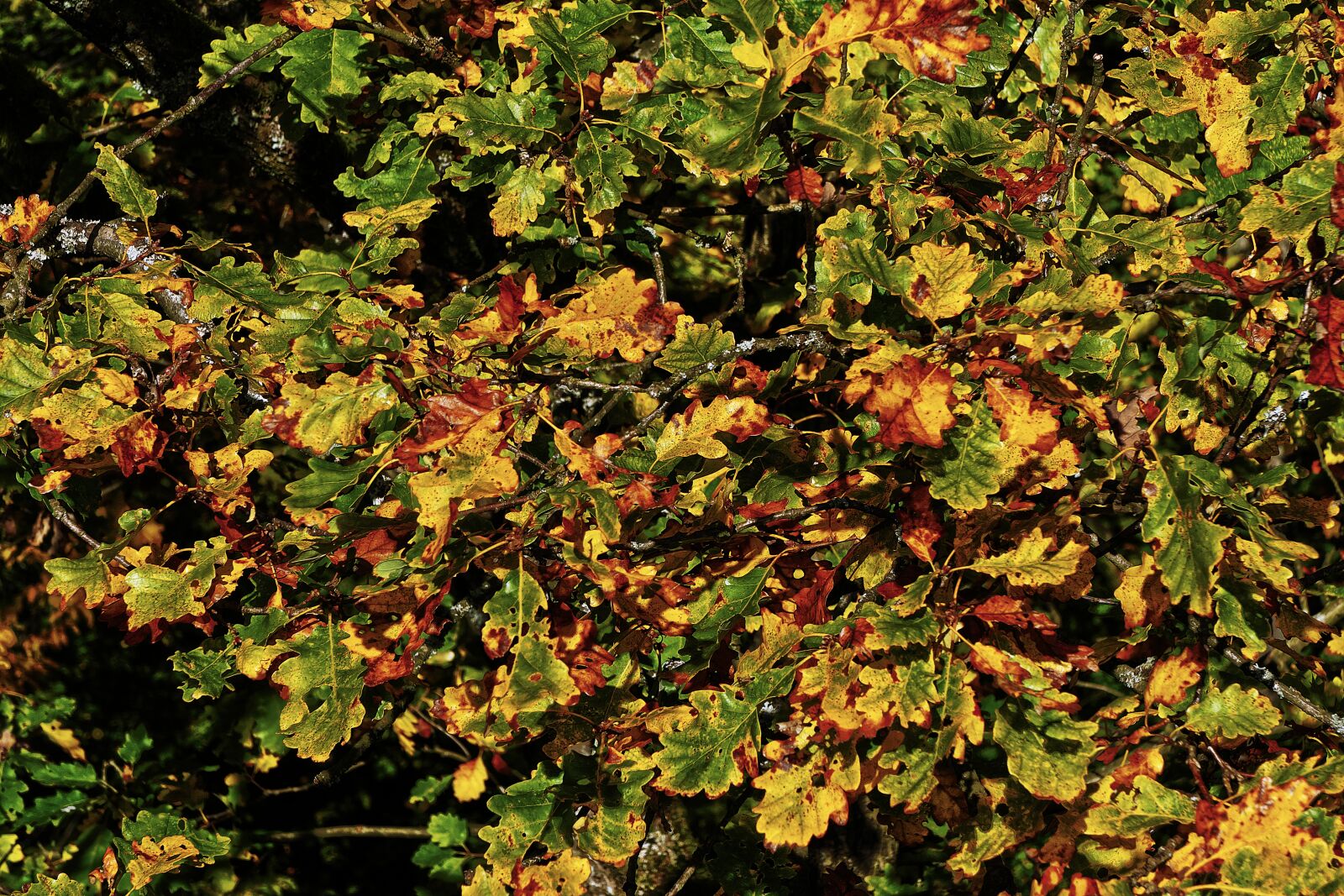 Panasonic Lumix DMC-FZ1000 sample photo. Fall foliage, emerge, indian photography