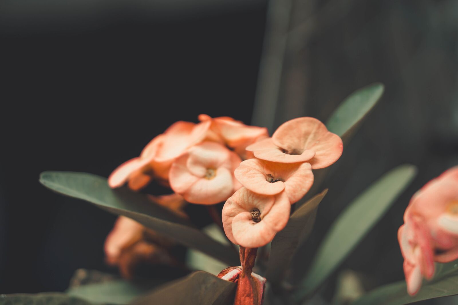 E 50mm F1.8 OSS sample photo. Flower, petal, love photography