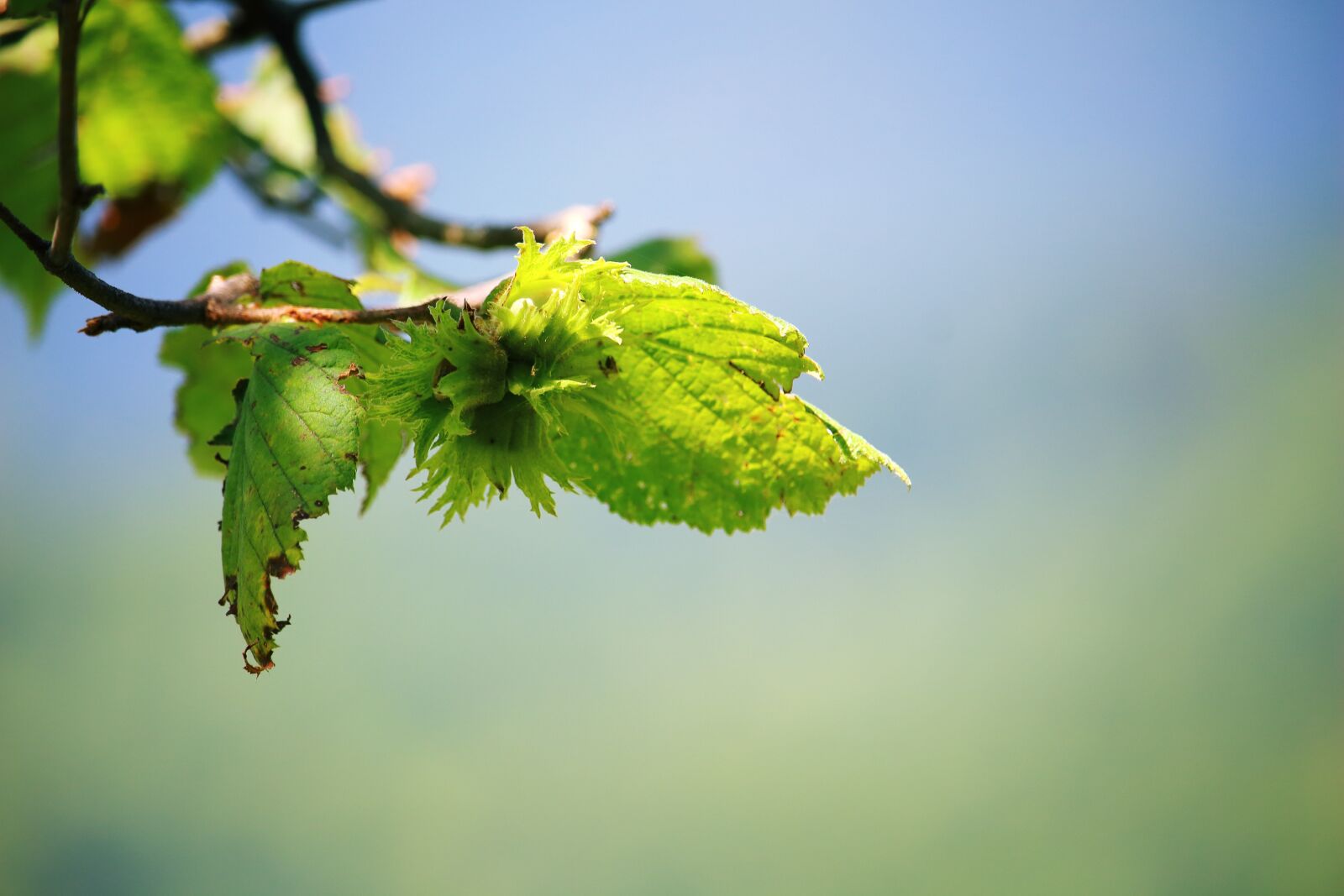 Canon EOS 100D (EOS Rebel SL1 / EOS Kiss X7) sample photo. Green leaves, spring, leaves photography