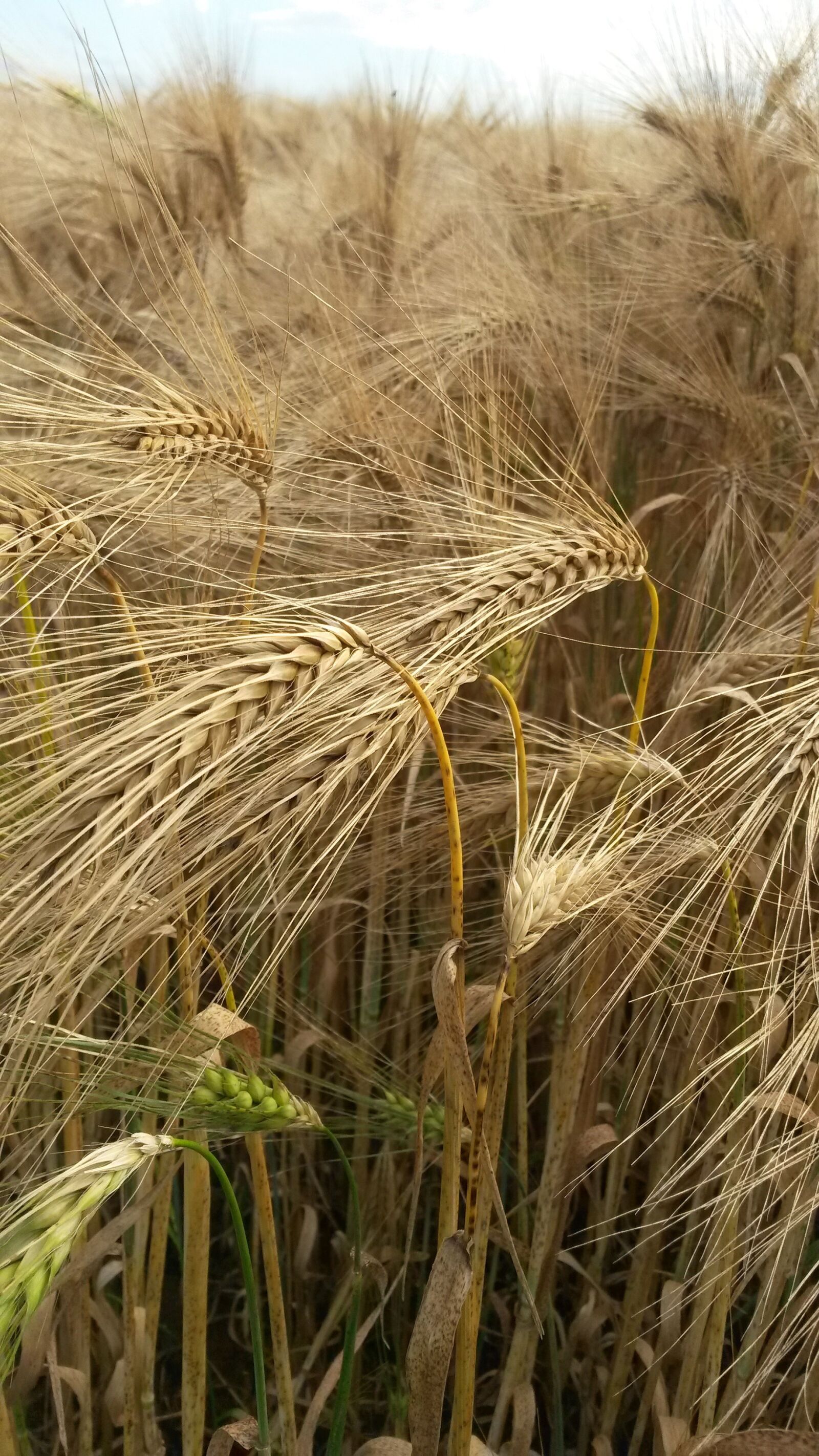 Samsung Galaxy S4 Mini sample photo. Barley, field, agriculture photography
