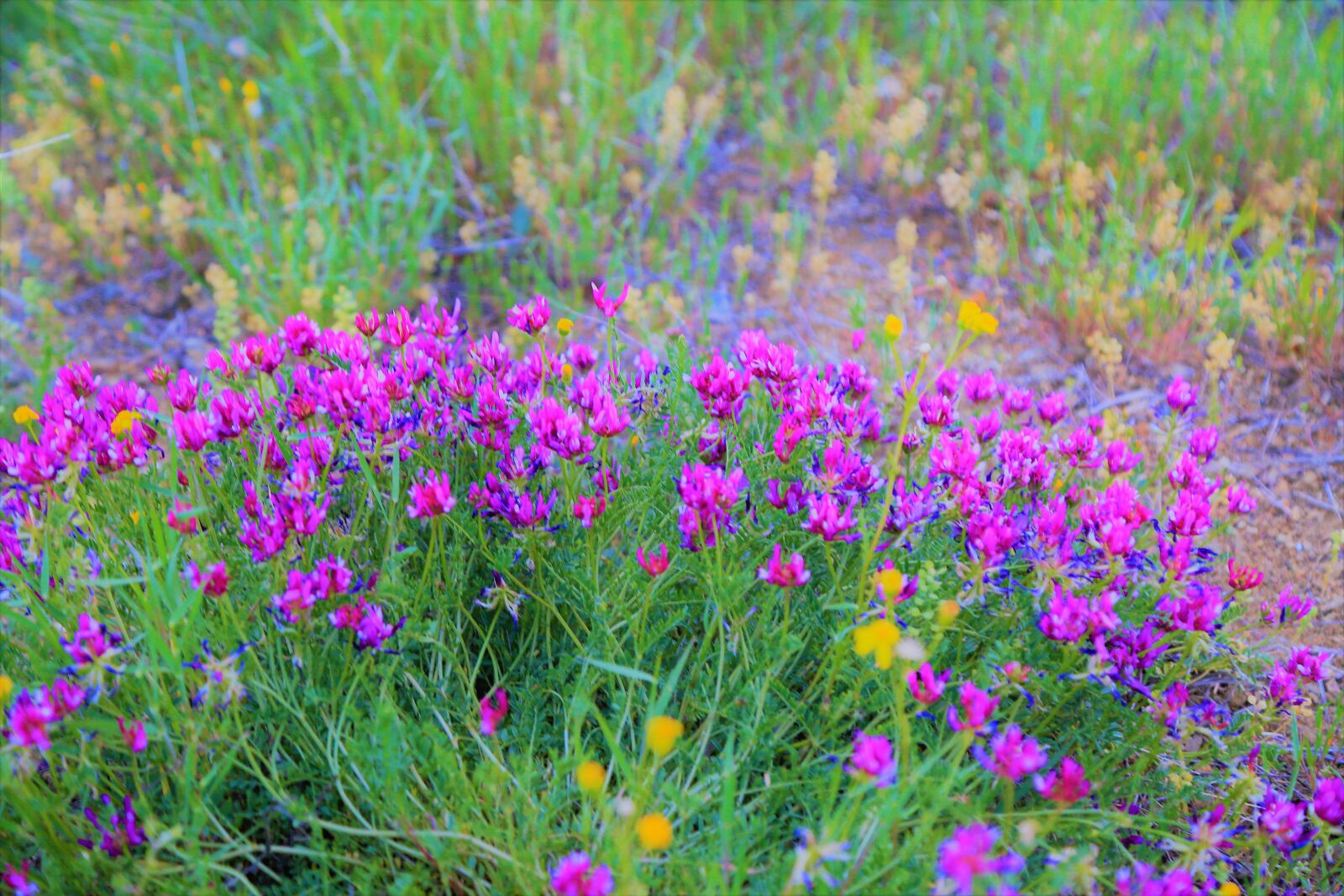 Canon EOS 5D Mark III sample photo. Flower, spring, nature photography