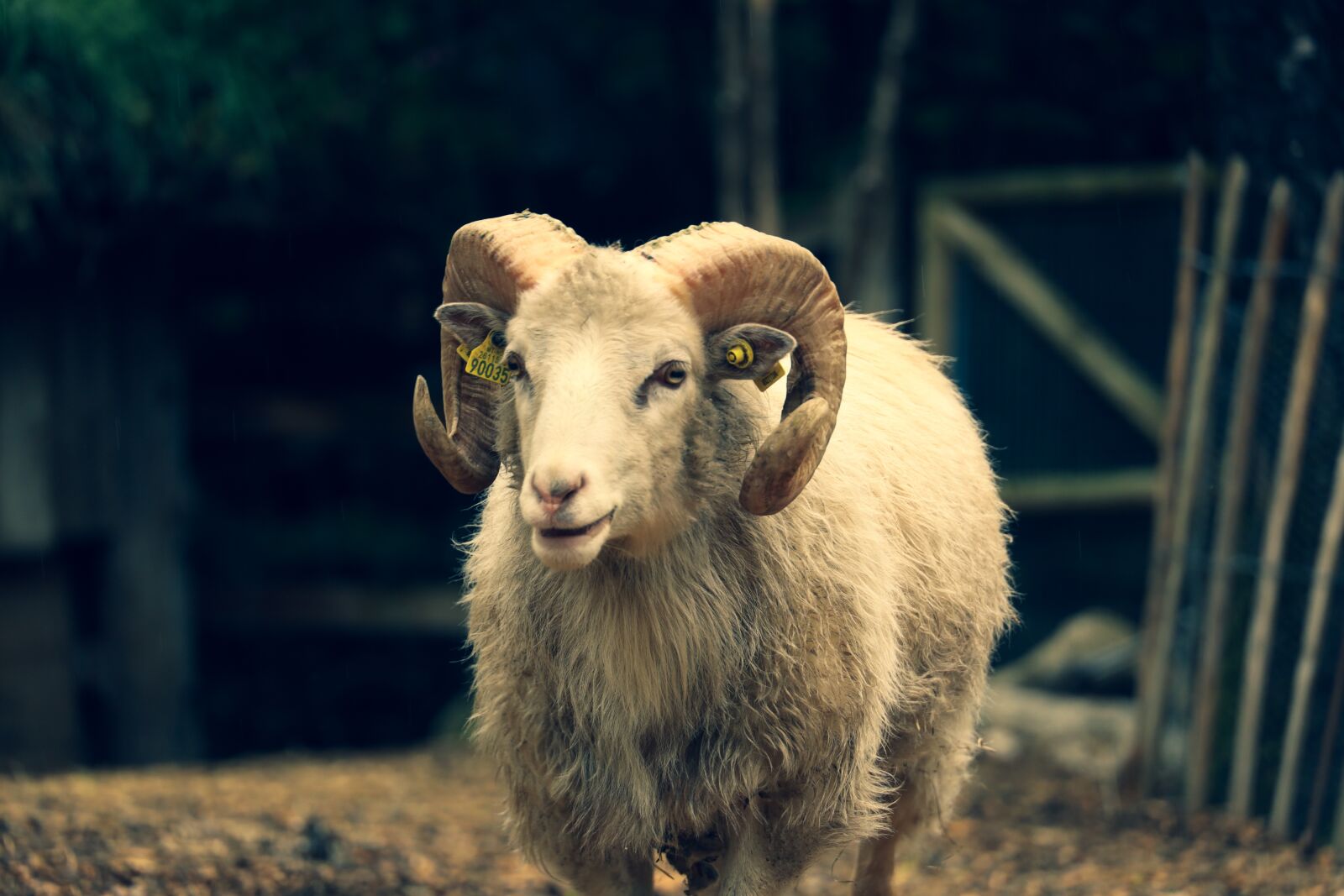 Canon RF 24-240mm F4-6.3 IS USM sample photo. Sheep, horns, animal photography