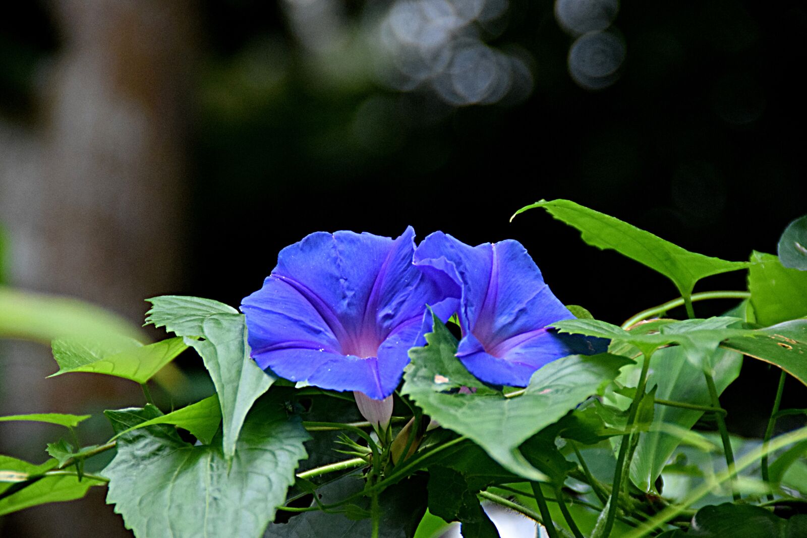 Nikon D5300 sample photo. Flowers, blue, close up photography