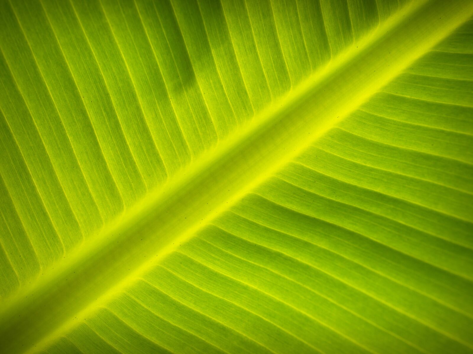 Olympus E-300 (EVOLT E-300) sample photo. Banana, leaf, close, up photography