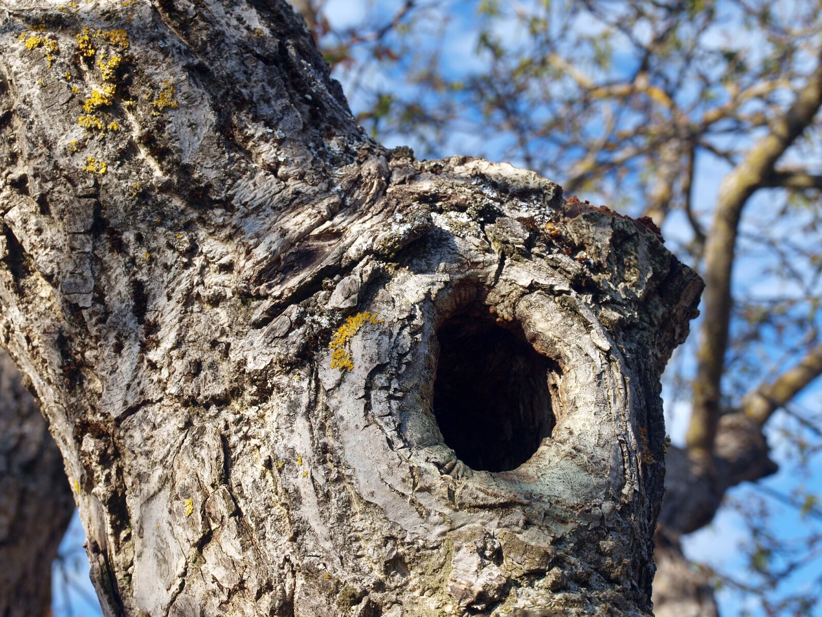 Olympus E-420 (EVOLT E-420) sample photo. Trunk, tree, nature photography