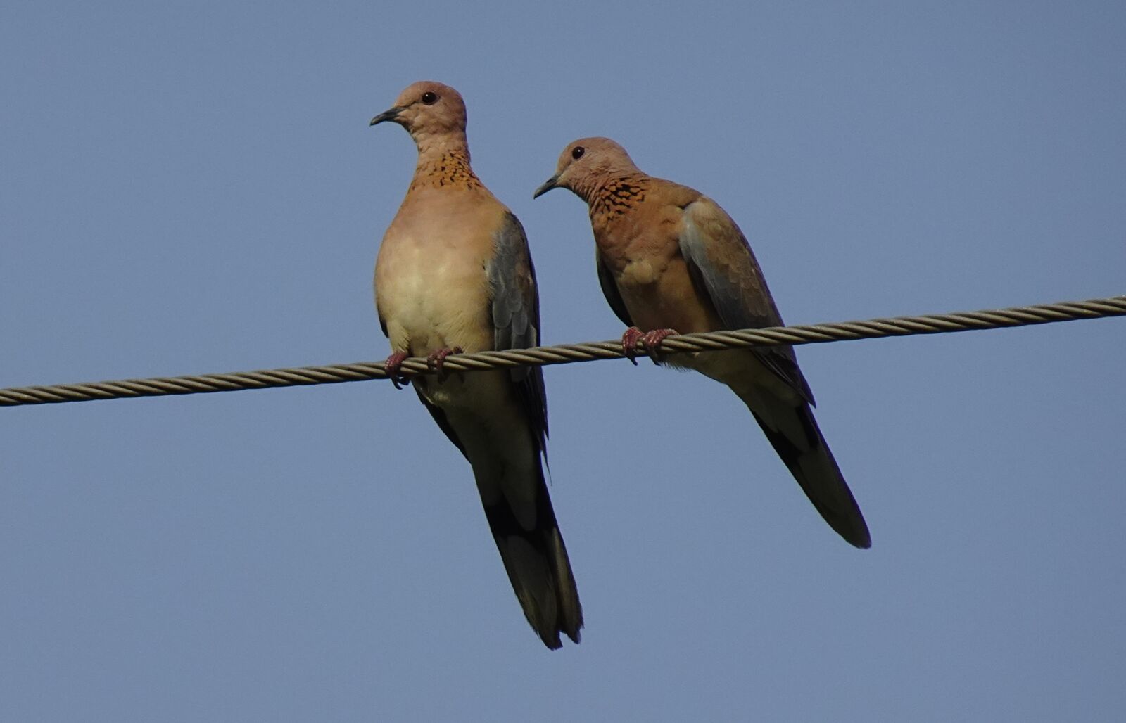 Sony DSC-WX800 sample photo. Dove, bird, laughing dove photography
