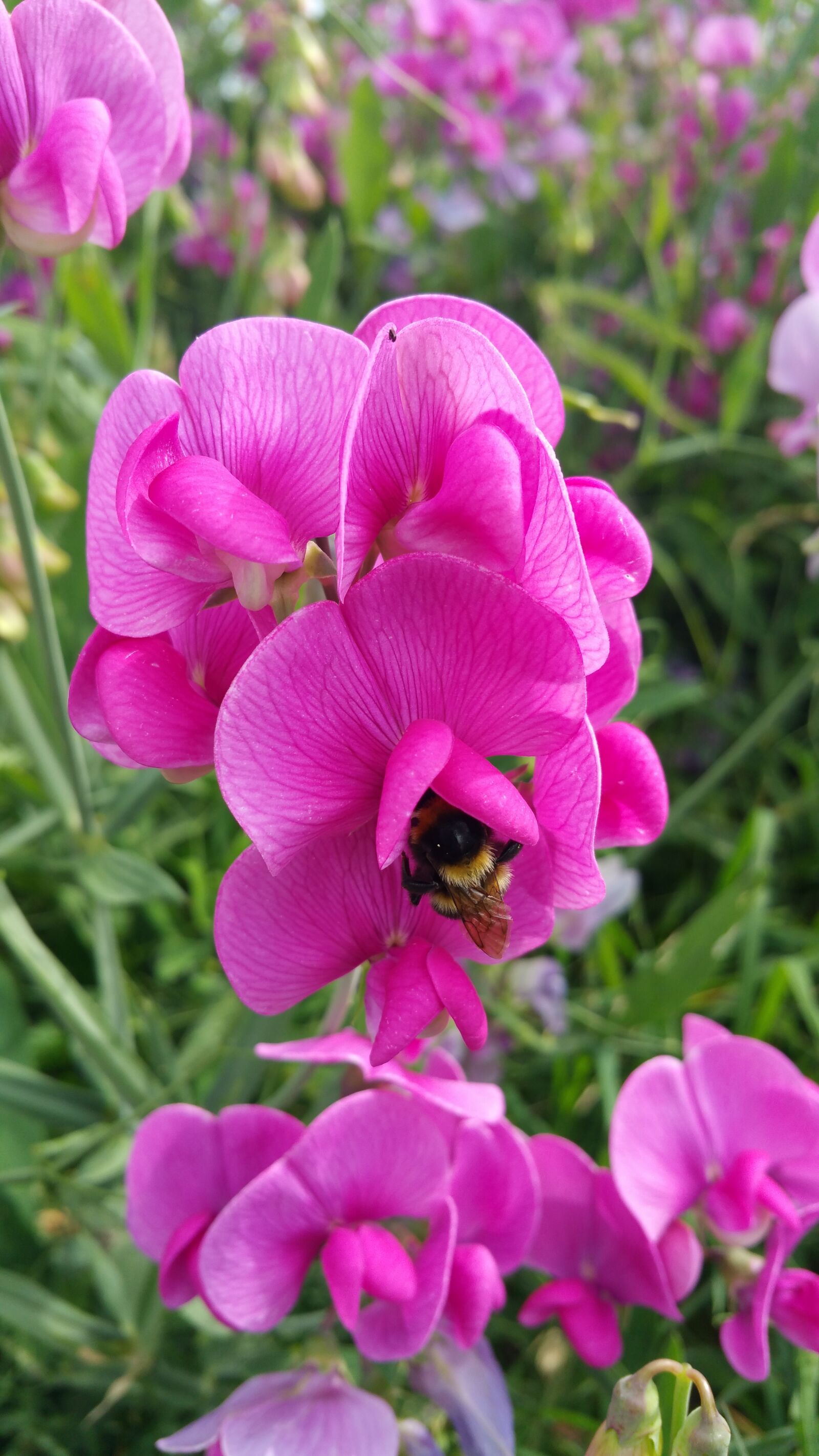 Samsung Galaxy Note4 sample photo. Flowers, pink photography