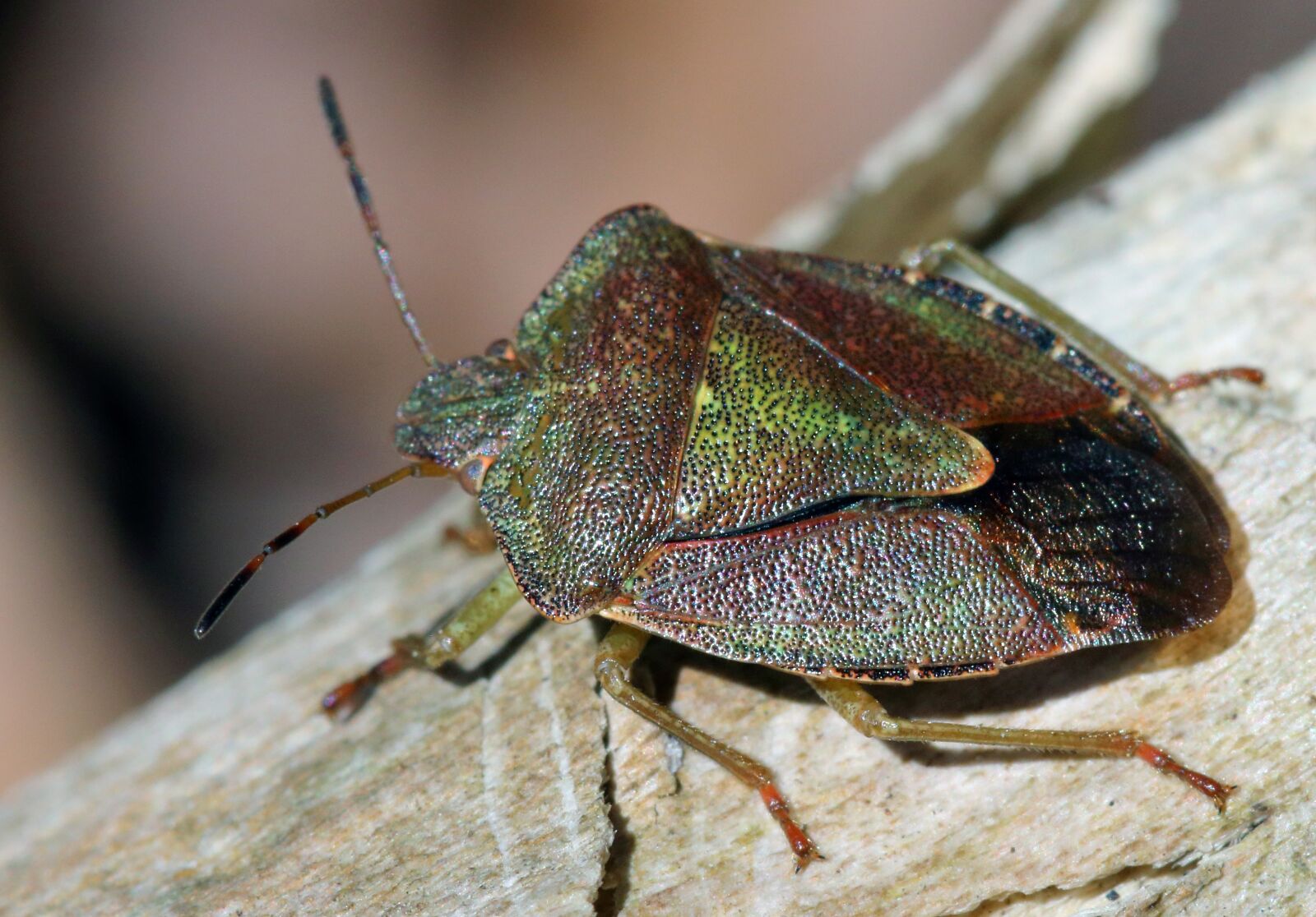 Canon EOS 80D sample photo. Shieldbug, insect, macro photography