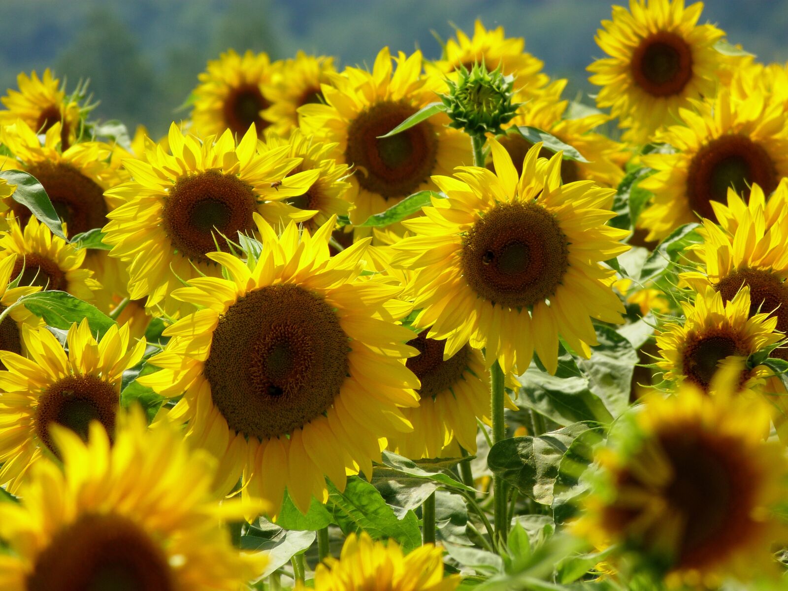 Panasonic Lumix DMC-FZ40 (Lumix DMC-FZ45) sample photo. Flower, plant, sunflower photography