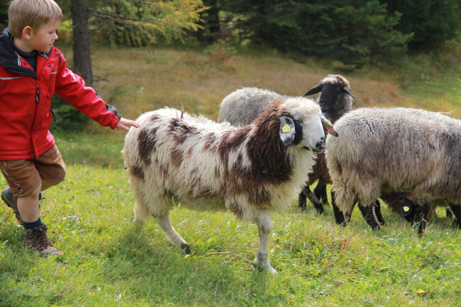 Canon EOS 550D (EOS Rebel T2i / EOS Kiss X4) sample photo. Boy, sheep, nature photography