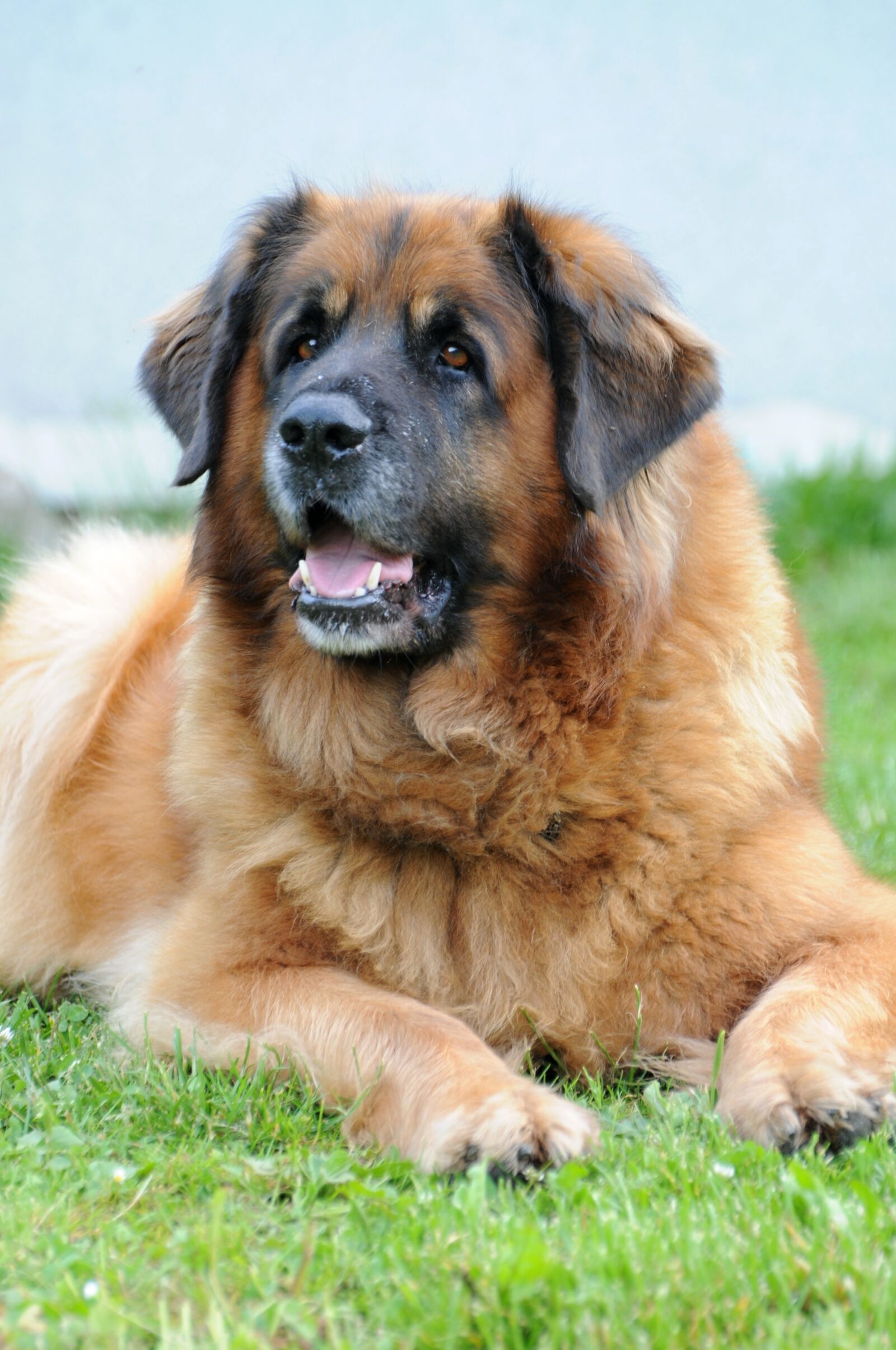 Nikon D300 sample photo. Leonberger, dog, bitch photography