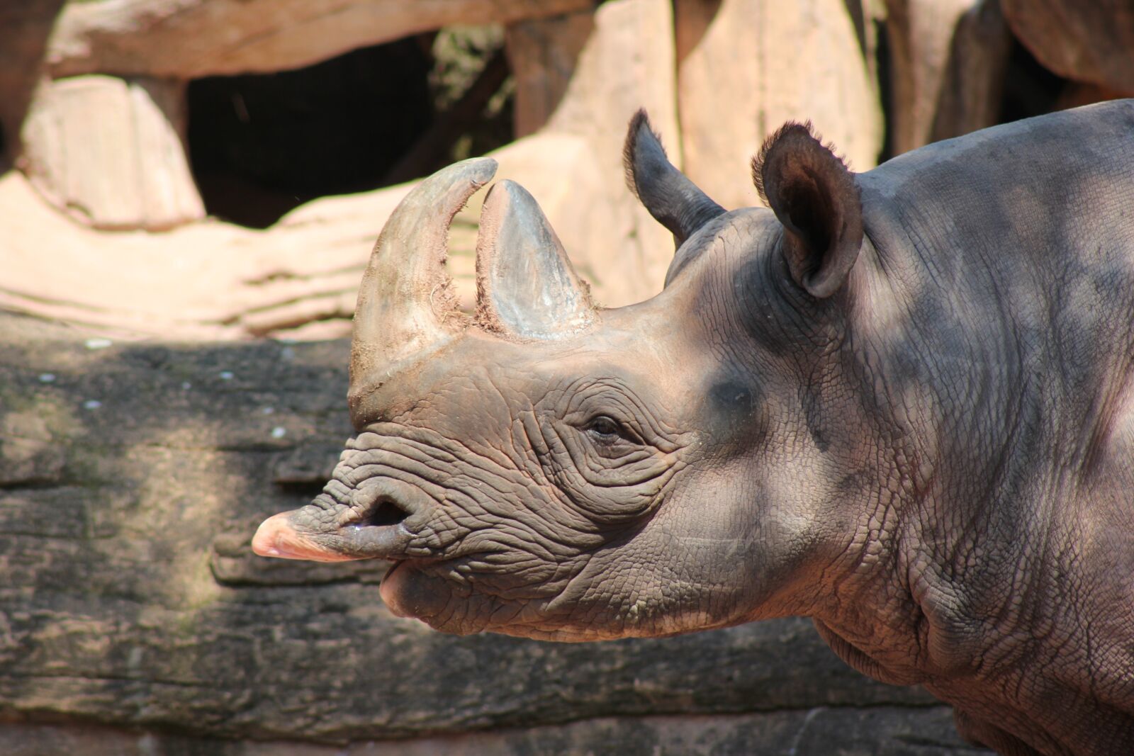 Canon EOS 550D (EOS Rebel T2i / EOS Kiss X4) sample photo. Black rhino, rhino, africa photography