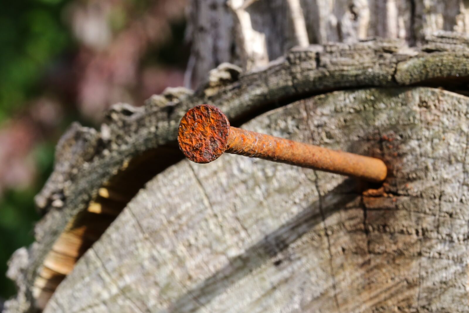 Canon EF 100mm F2.8L Macro IS USM sample photo. Nail, rust, wood photography
