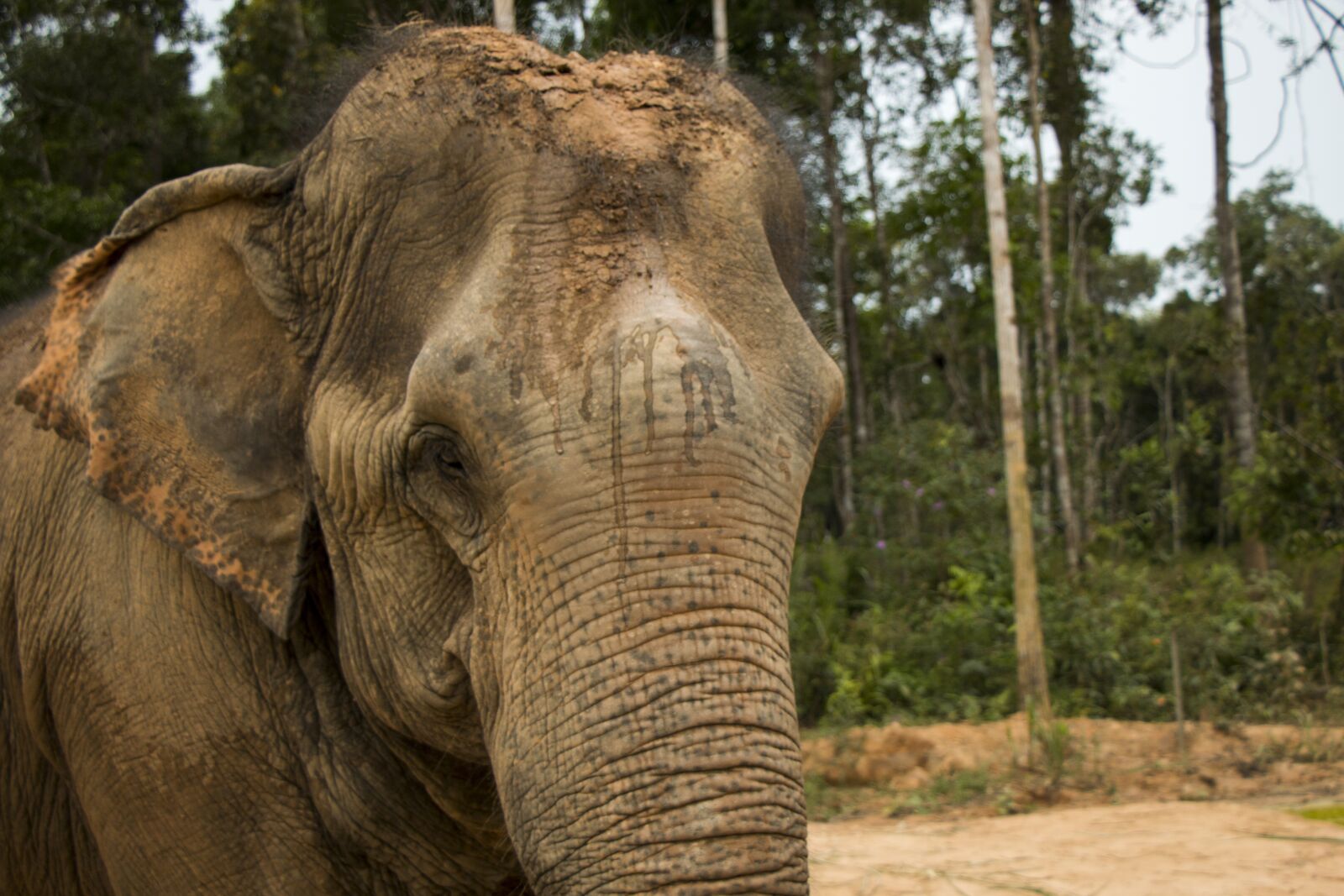 Canon EOS 70D sample photo. Elephant, nature, animal photography