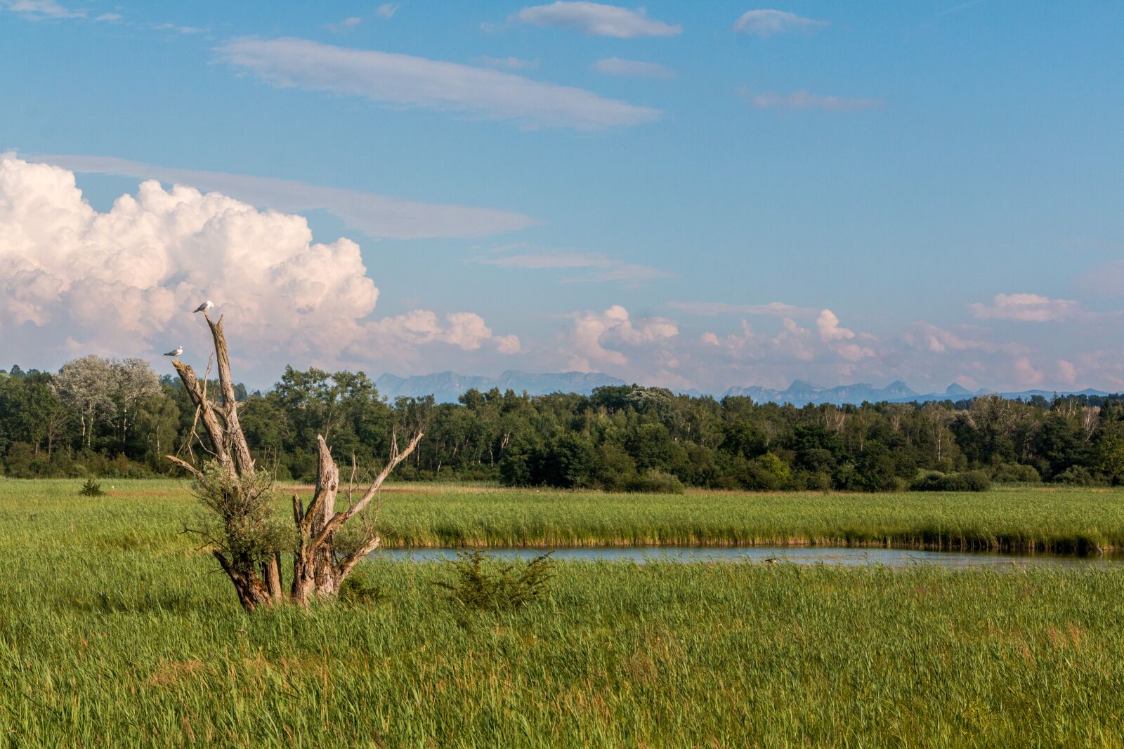 Canon EOS 70D sample photo. Trees, birds, pond photography
