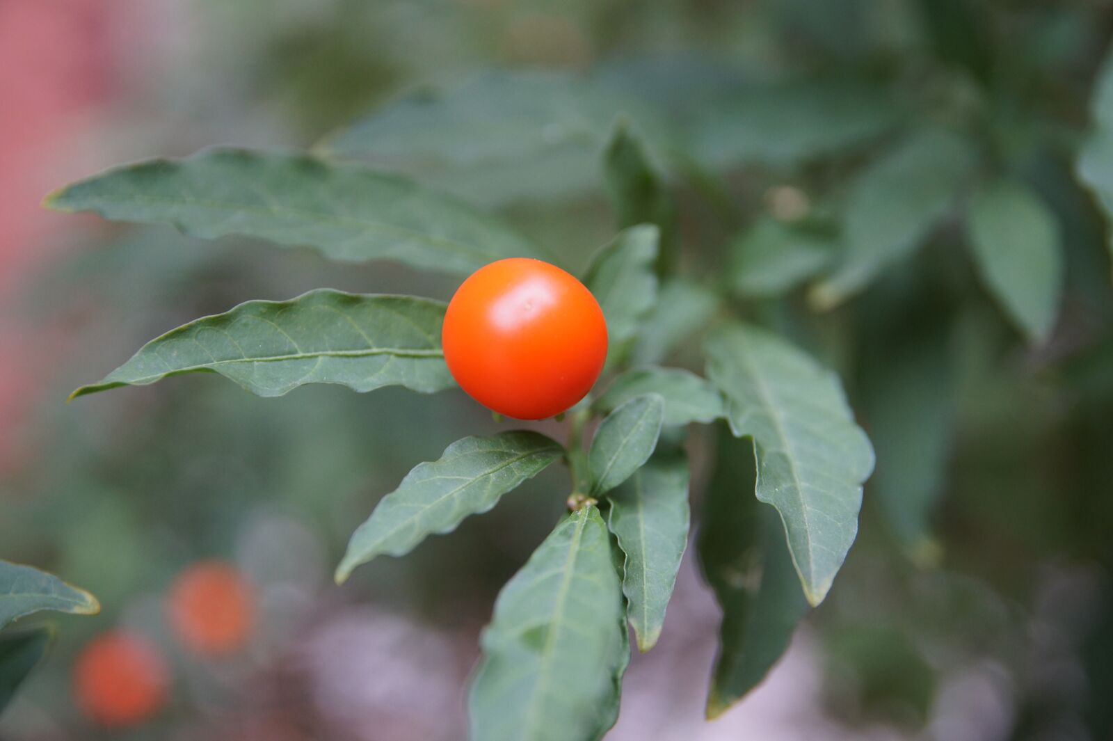 Sony SLT-A58 sample photo. Fruit, red, green photography