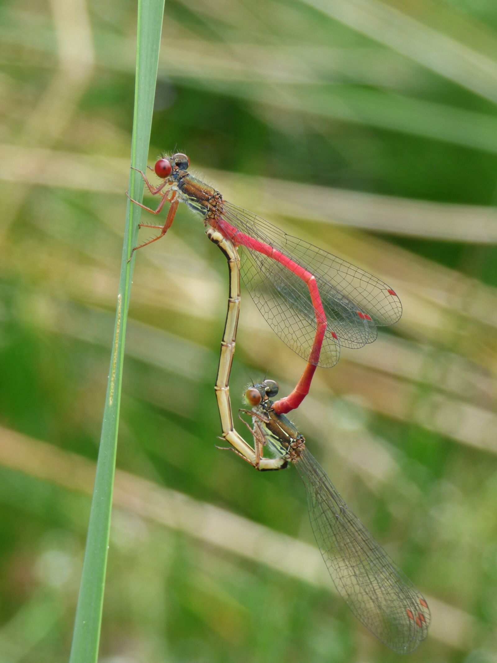 Panasonic Lumix DMC-FZ70 sample photo. Dragonfly, damselfly, ceriagrion tenellum photography