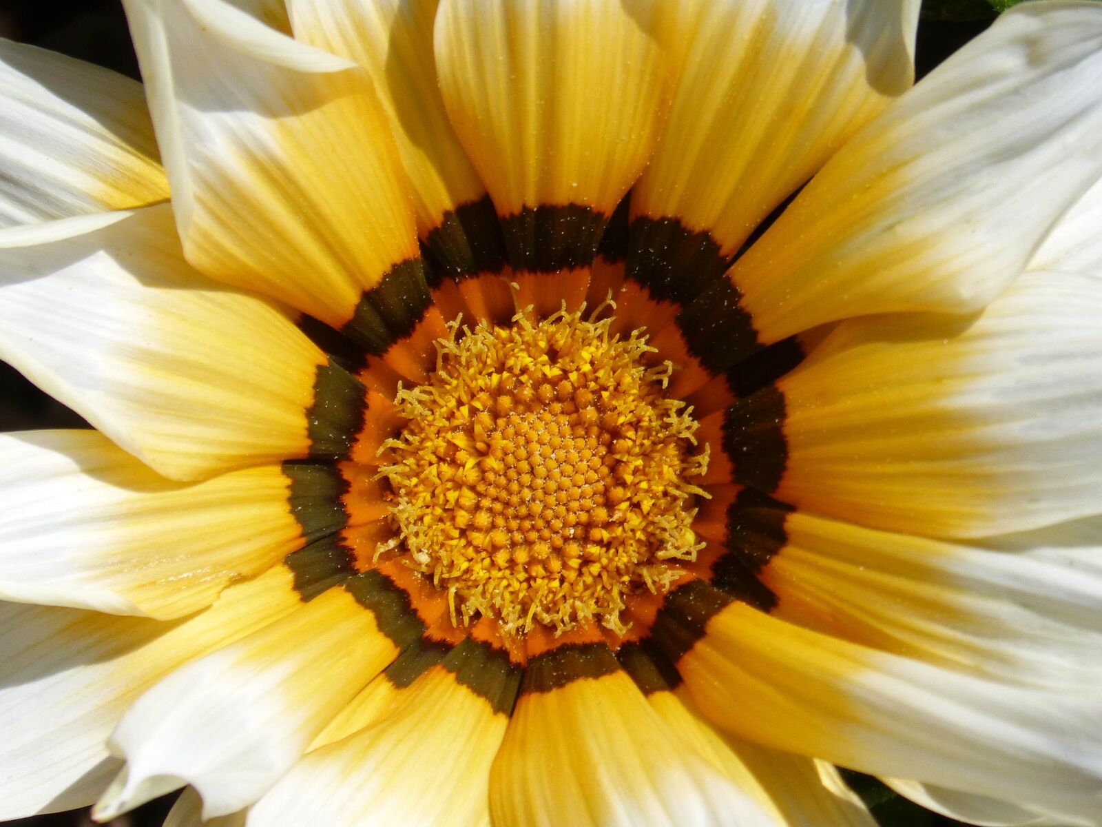 Panasonic DMC-FZ62 sample photo. Flower, petals, pollen photography