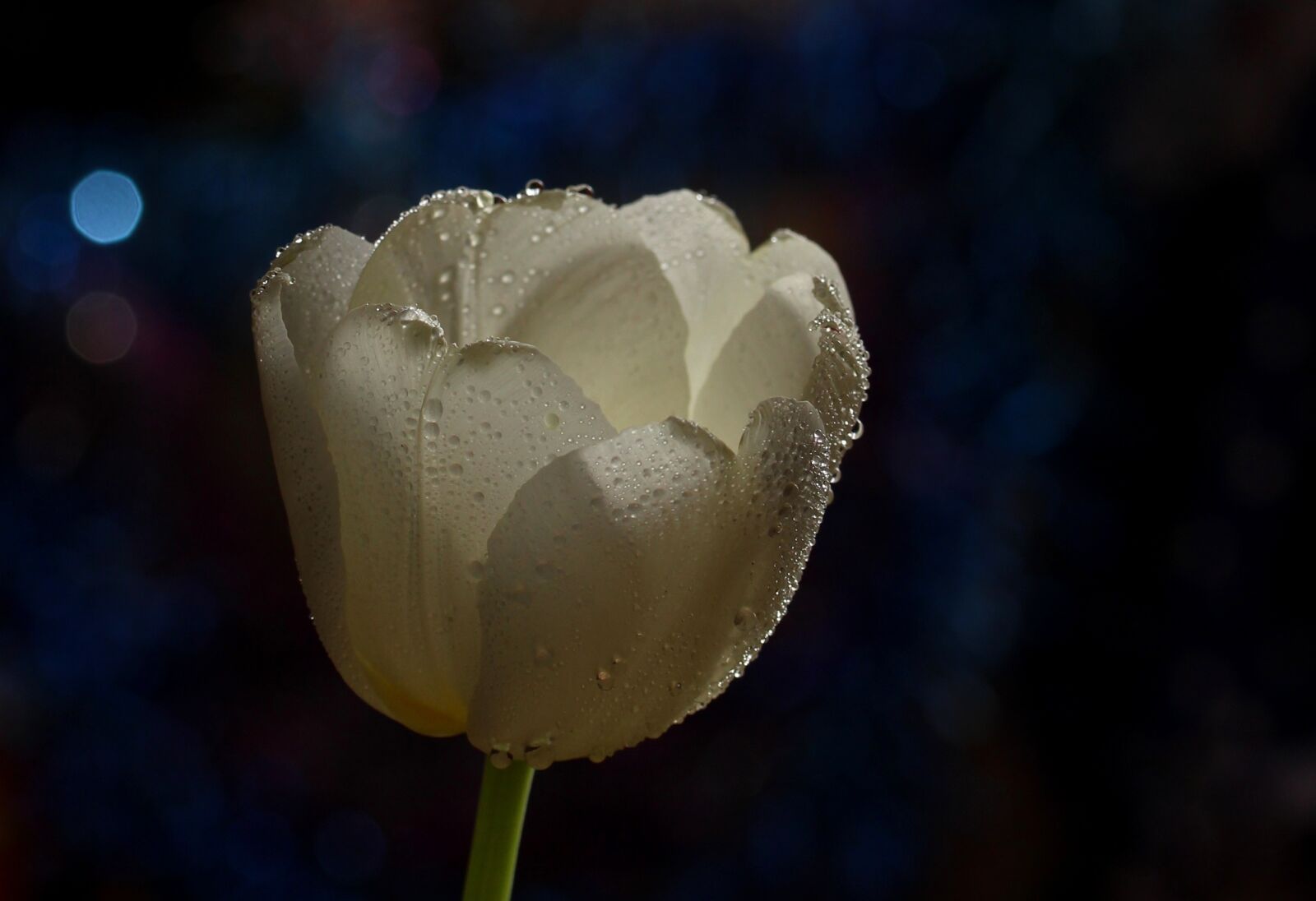 Canon EOS 700D (EOS Rebel T5i / EOS Kiss X7i) sample photo. Tulip, white, drops photography