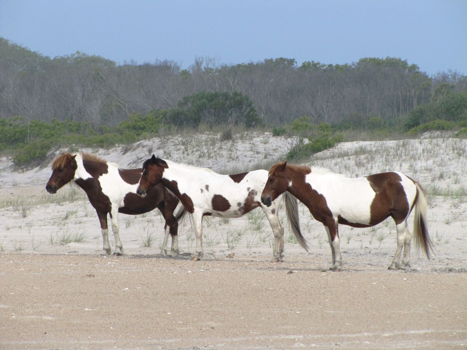 Canon PowerShot SX20 IS sample photo. Wild ponies, looking, pinto photography