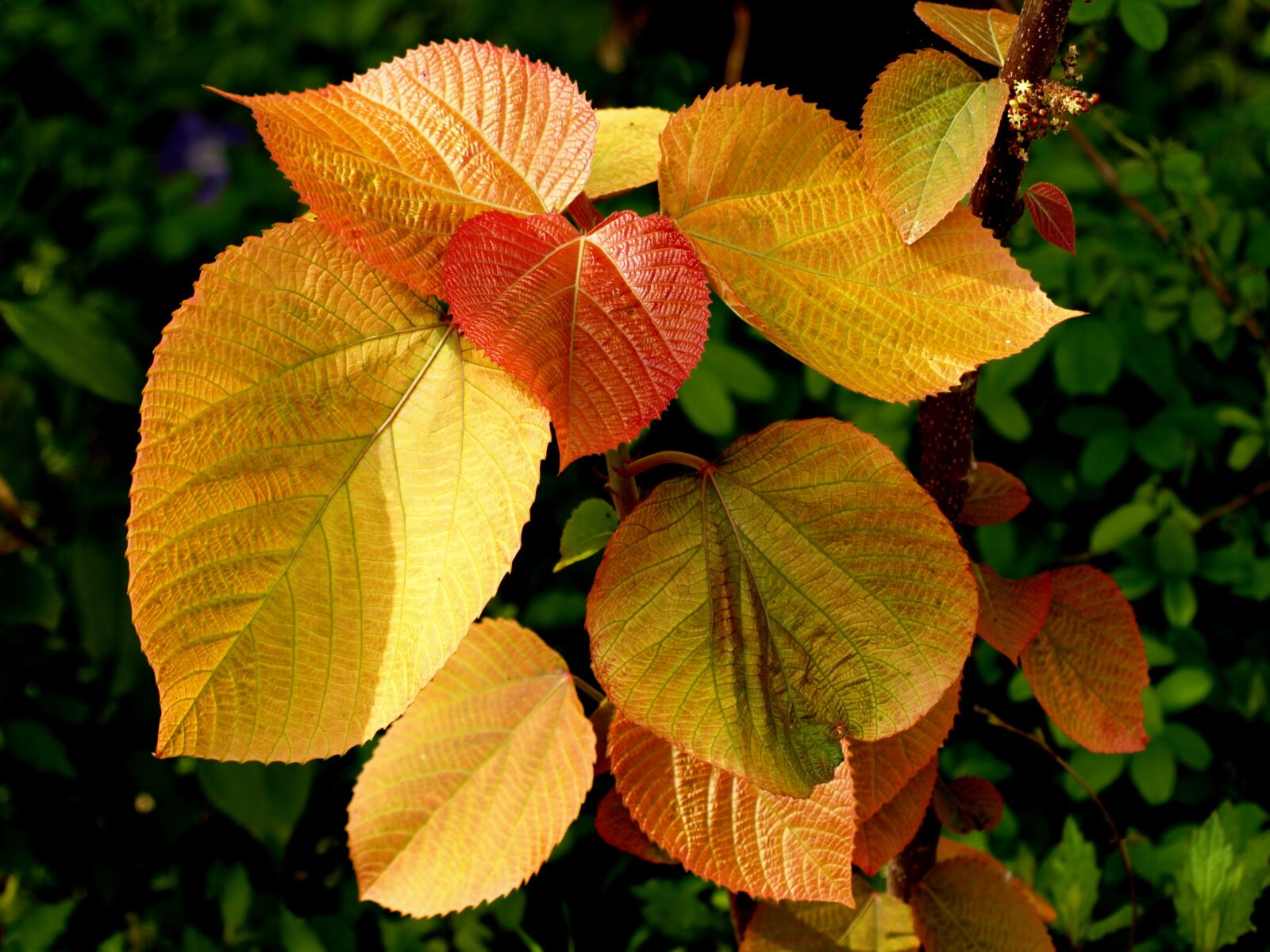 Olympus E-510 (EVOLT E-510) sample photo. Plant, leaf, young leaves photography