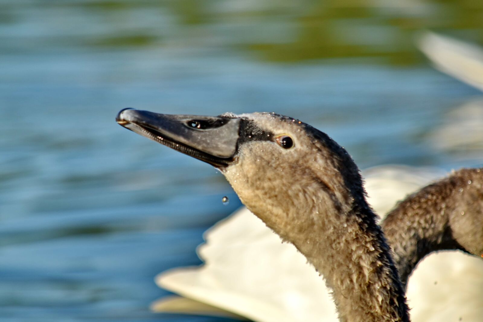 Nikon D5500 sample photo. Head, movement, swan, waterdrop photography