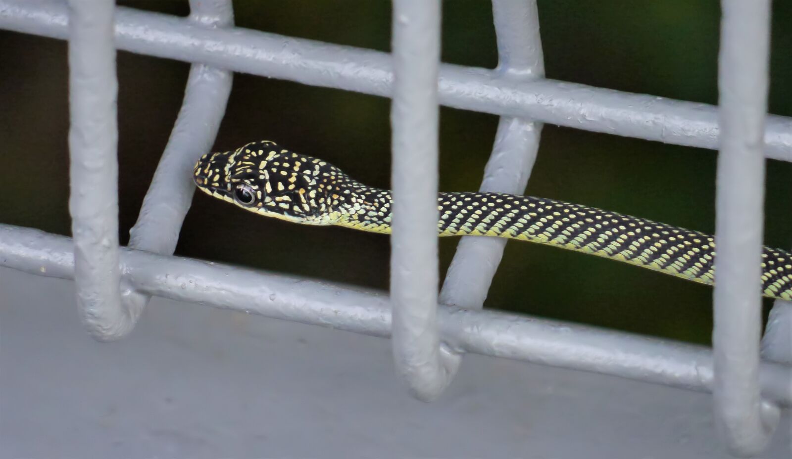 Panasonic Lumix DMC-GH3 sample photo. Outdoors, wild, snake photography