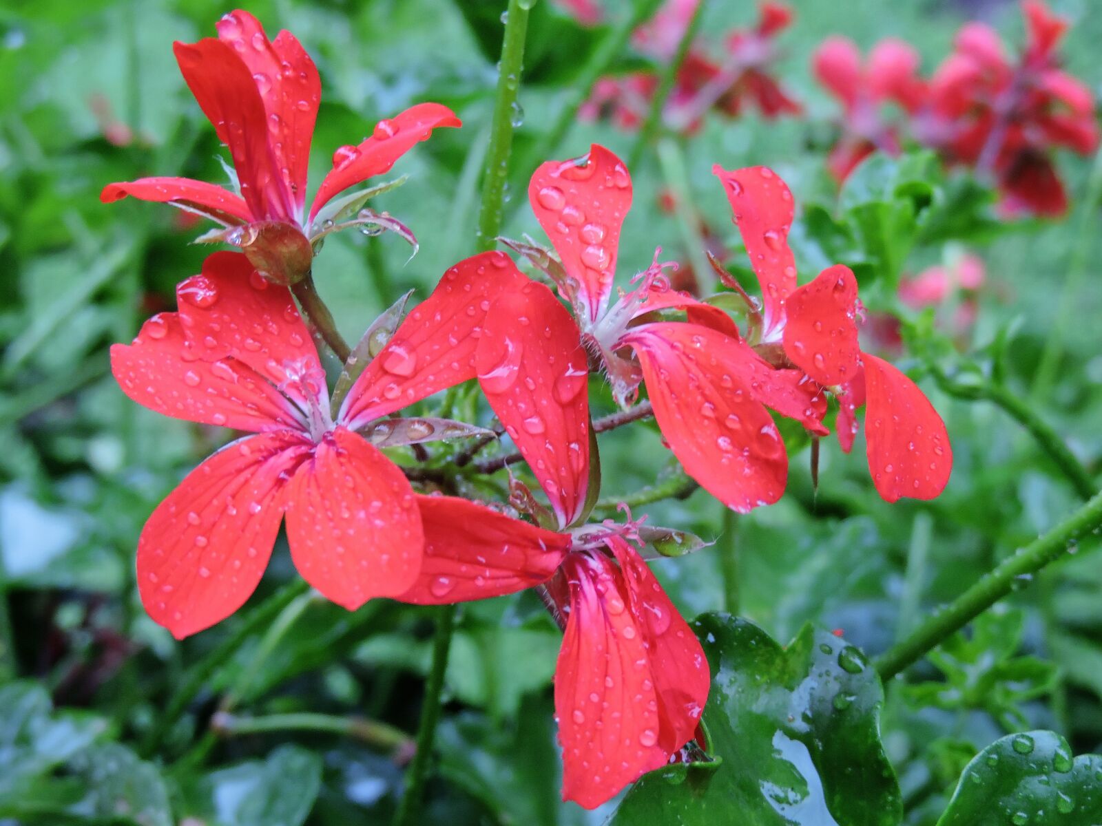 Nikon Coolpix P530 sample photo. Geranium, blossom, bloom photography
