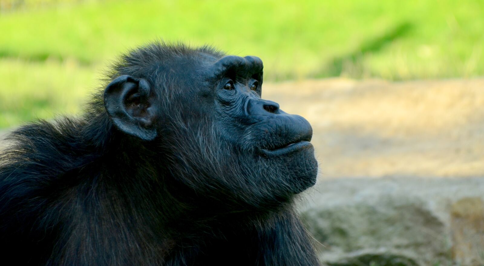 Nikon D5100 sample photo. Comic, chimpansee, closeup photography