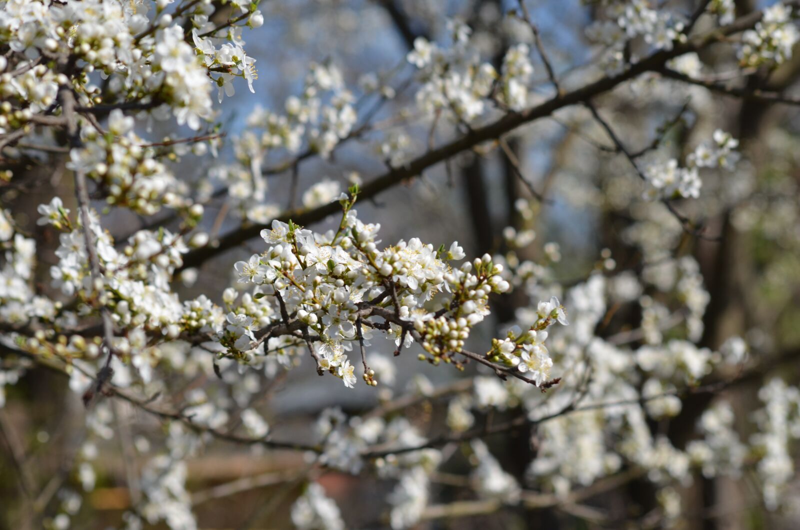 Nikon D5100 sample photo. Tree, flowers, nice photography