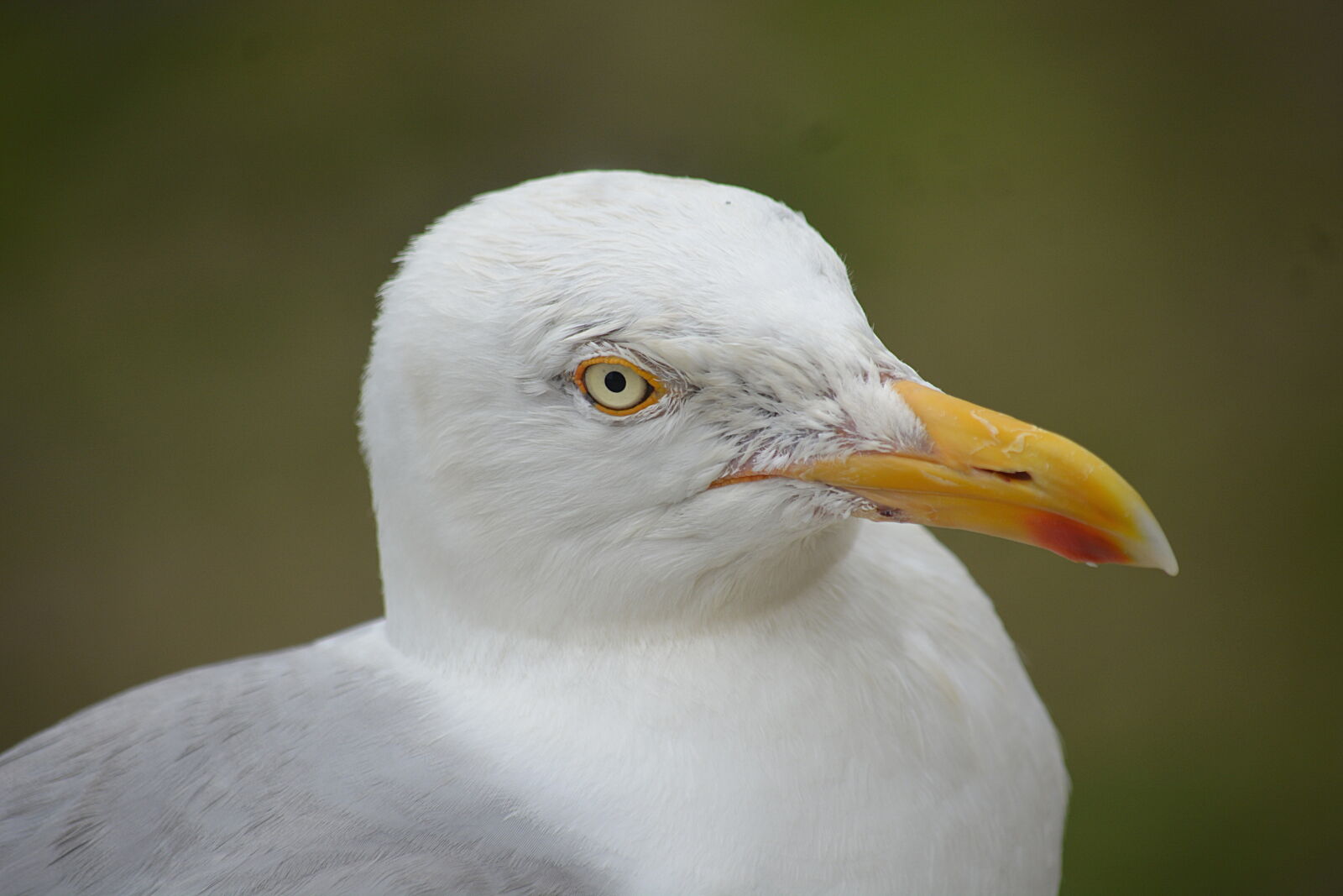 Nikon D5200 sample photo. Animal, photography, avian, beak photography
