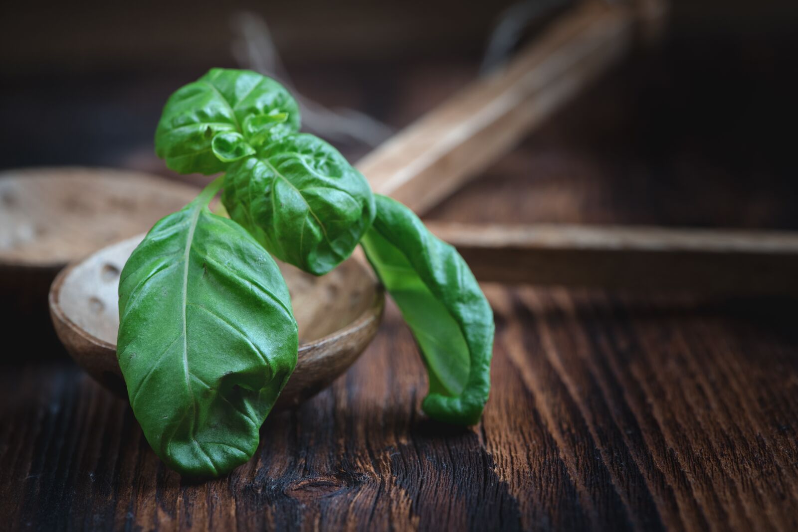 Nikon D750 sample photo. Basil, leaves, plant photography