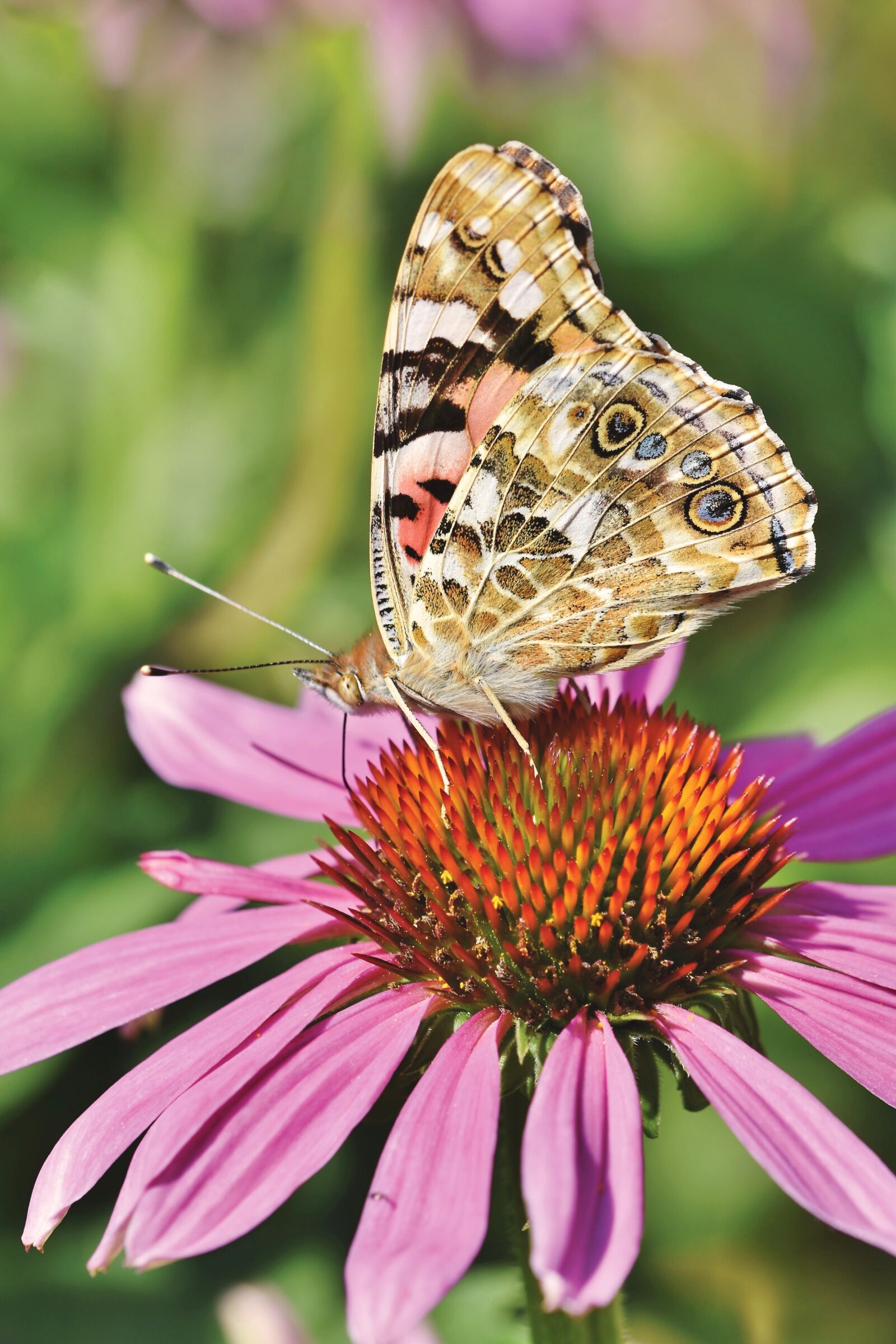 Nikon D7200 sample photo. Butterfly, peacock, butterflies photography