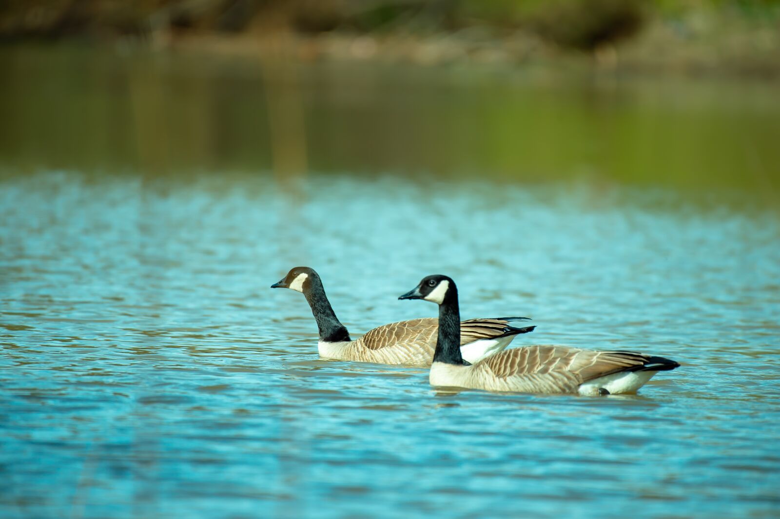 Nikon D4S sample photo. Duck, bird, animal photography