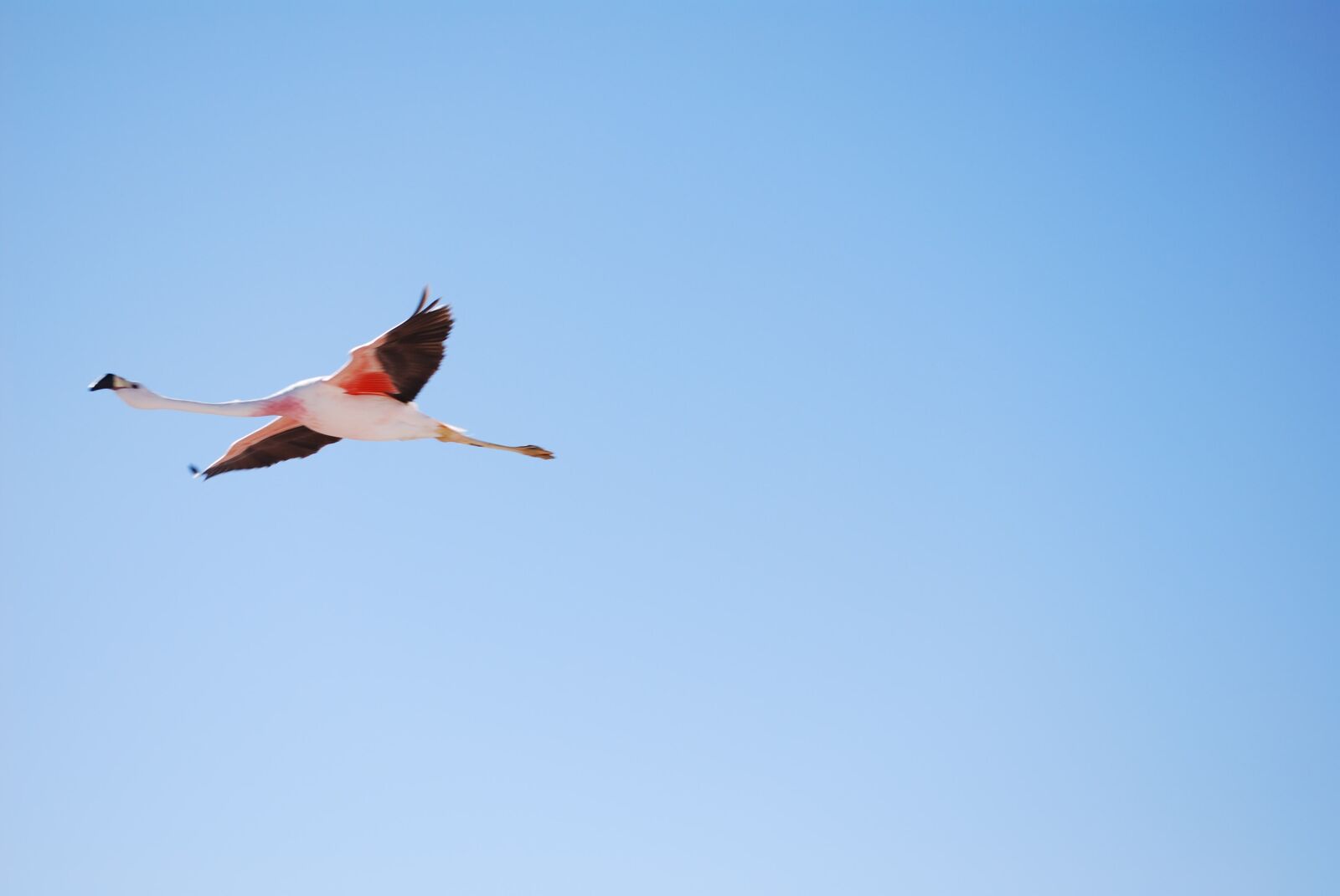 Nikon D60 sample photo. Chile, flight, nature photography