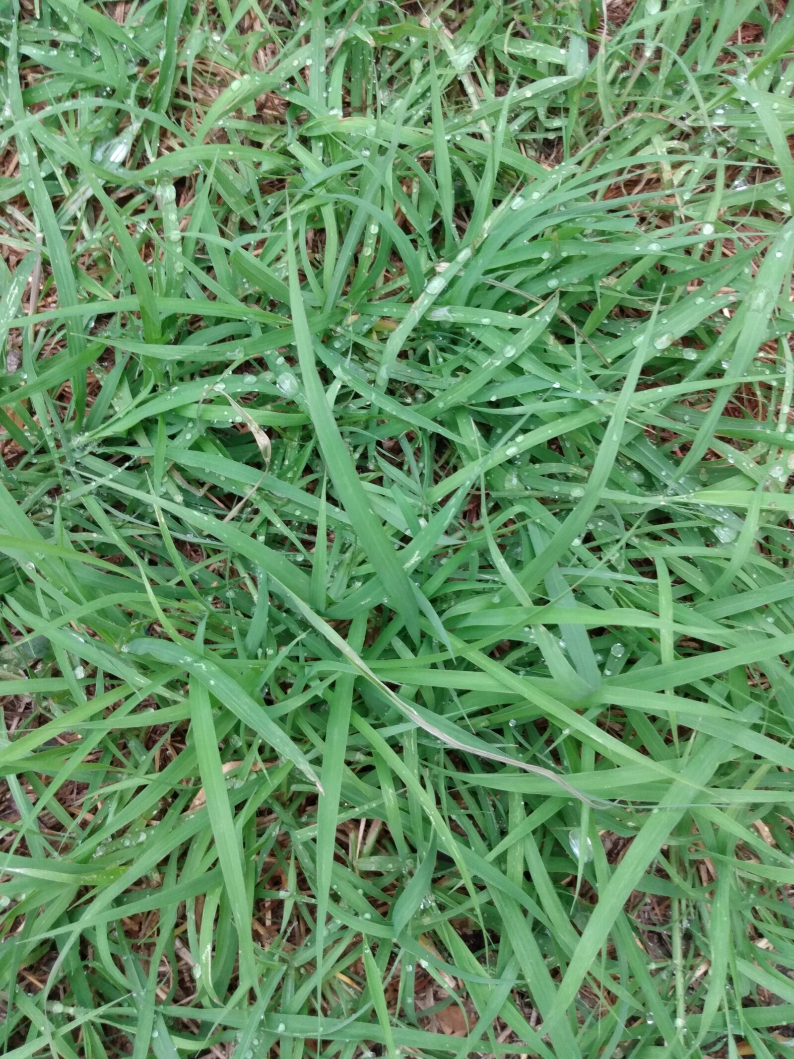 Motorola moto g(7) play sample photo. Grass, wet grass, green photography