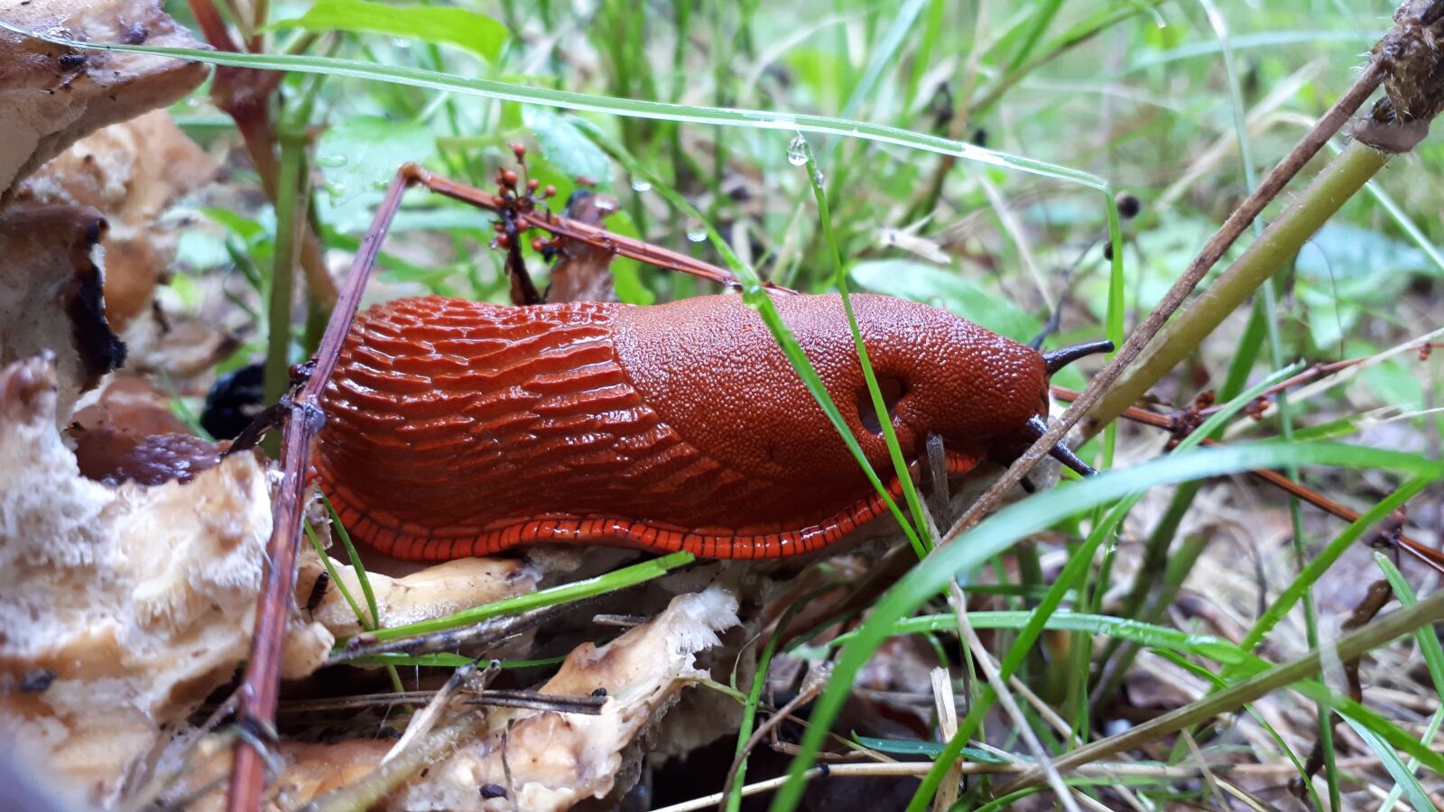 Samsung Galaxy A5(2017) sample photo. Snail, animal, slug photography