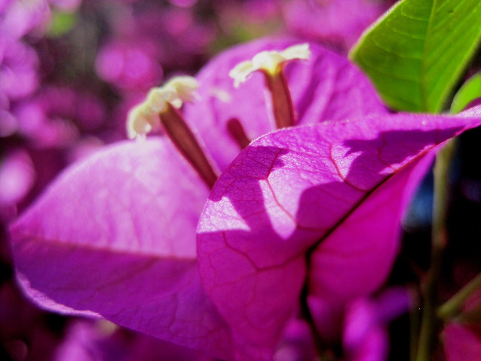 Canon PowerShot SD1200 IS (Digital IXUS 95 IS / IXY Digital 110 IS) sample photo. Flower, bloom, pink photography