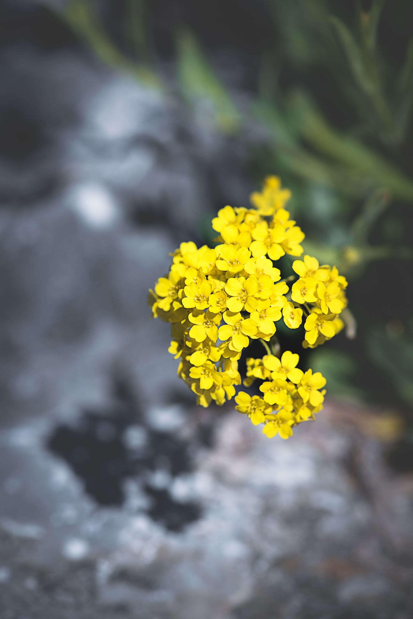Nikon D750 sample photo. Flower, yellow, yellow flower photography