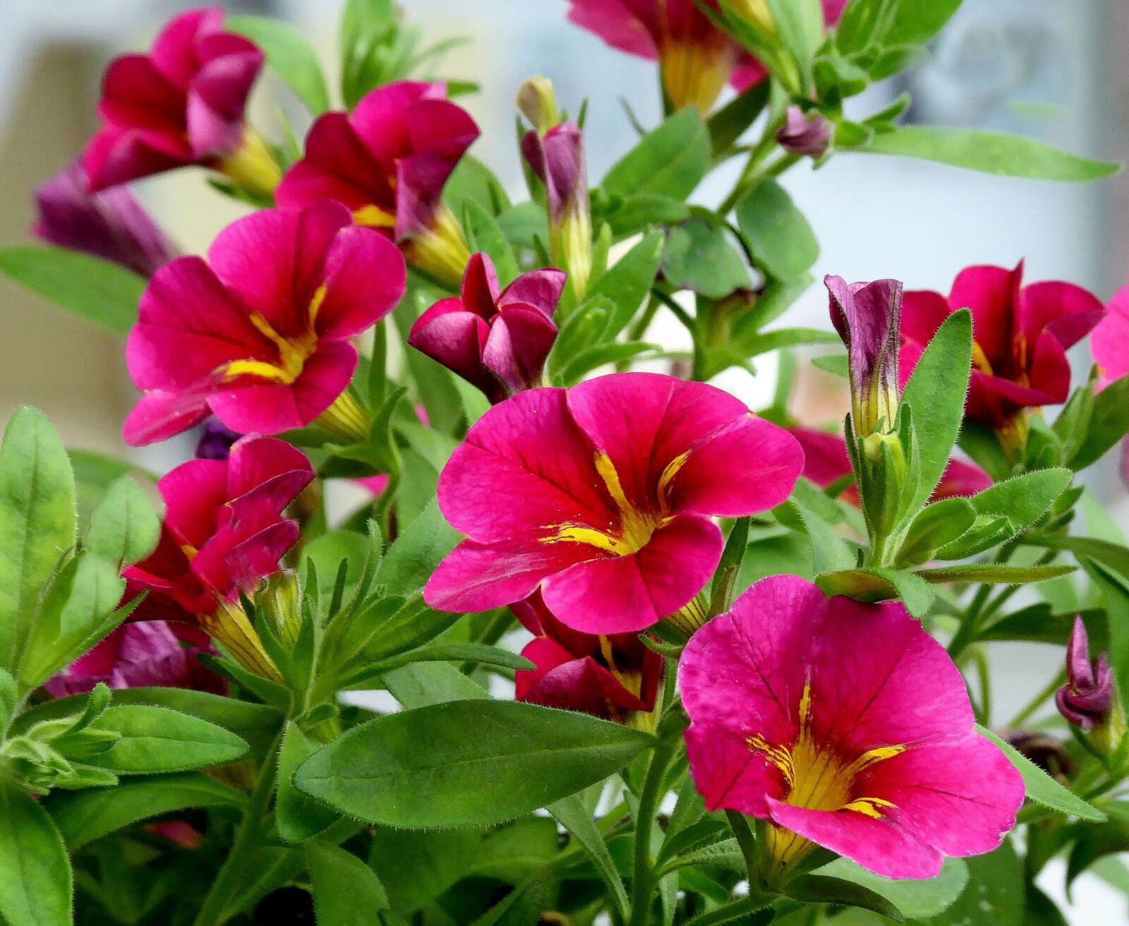 Panasonic DMC-TZ61 sample photo. Balcony, flowers, balcony plant photography