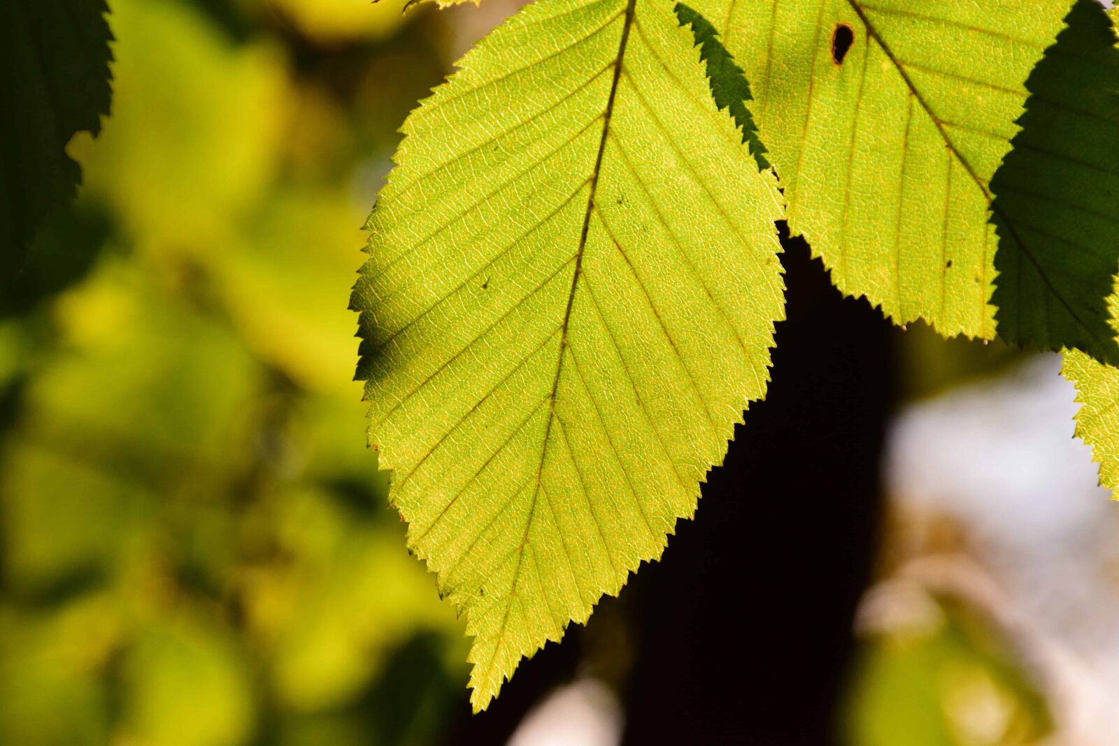 Nikon D3300 sample photo. Leaf, nature, flora, tree photography
