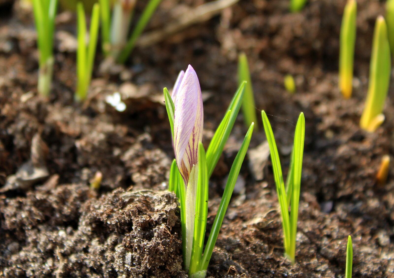 Canon EOS 1200D (EOS Rebel T5 / EOS Kiss X70 / EOS Hi) sample photo. Krokus, early spring, spring photography