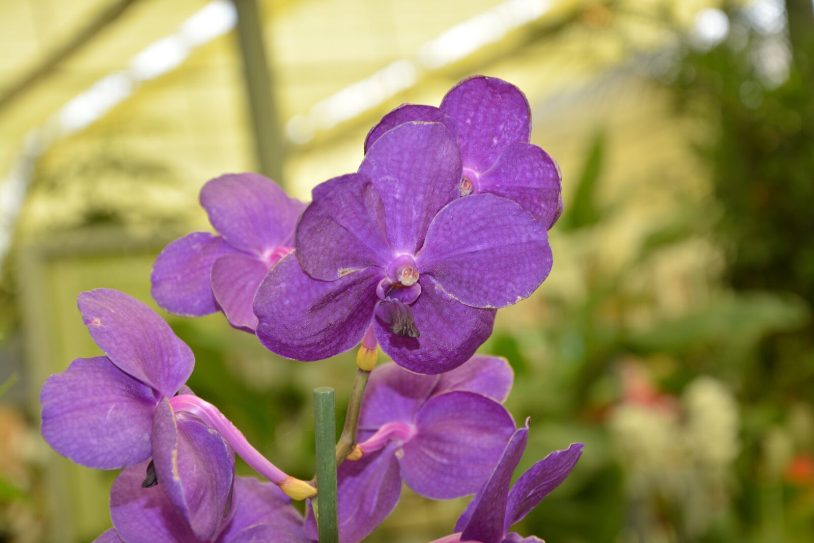 Nikon D5200 sample photo. Orchid, purple flowers, decoration photography