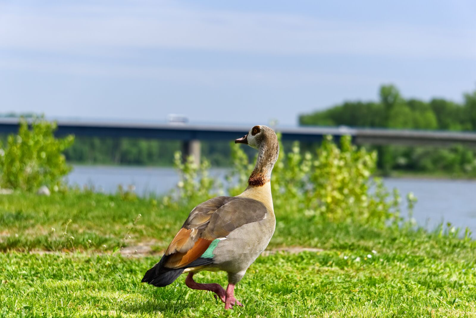 Sony a6000 sample photo. Nilgans, duck, animal photography